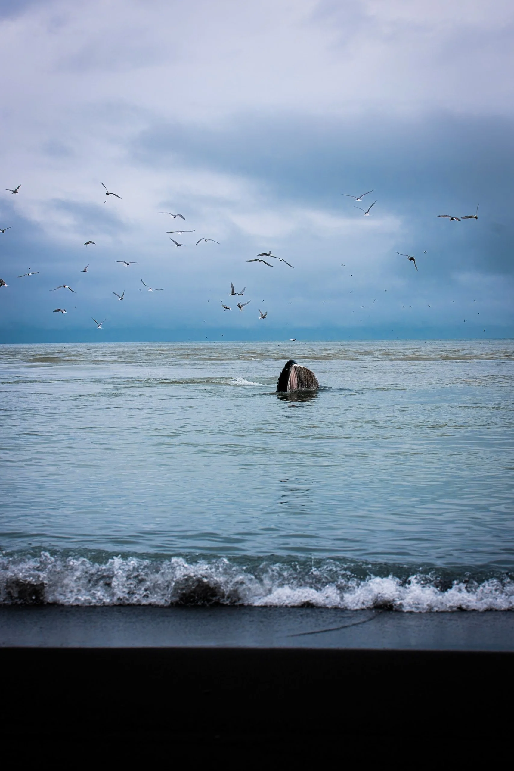 Whale surfacing in the sea near the coast with seabirds flying above the water
