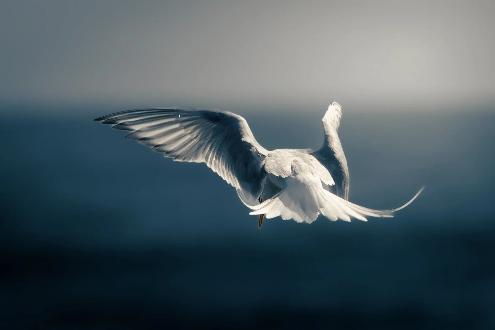 Arctic Tern flying low over the sea with its wings fully spread