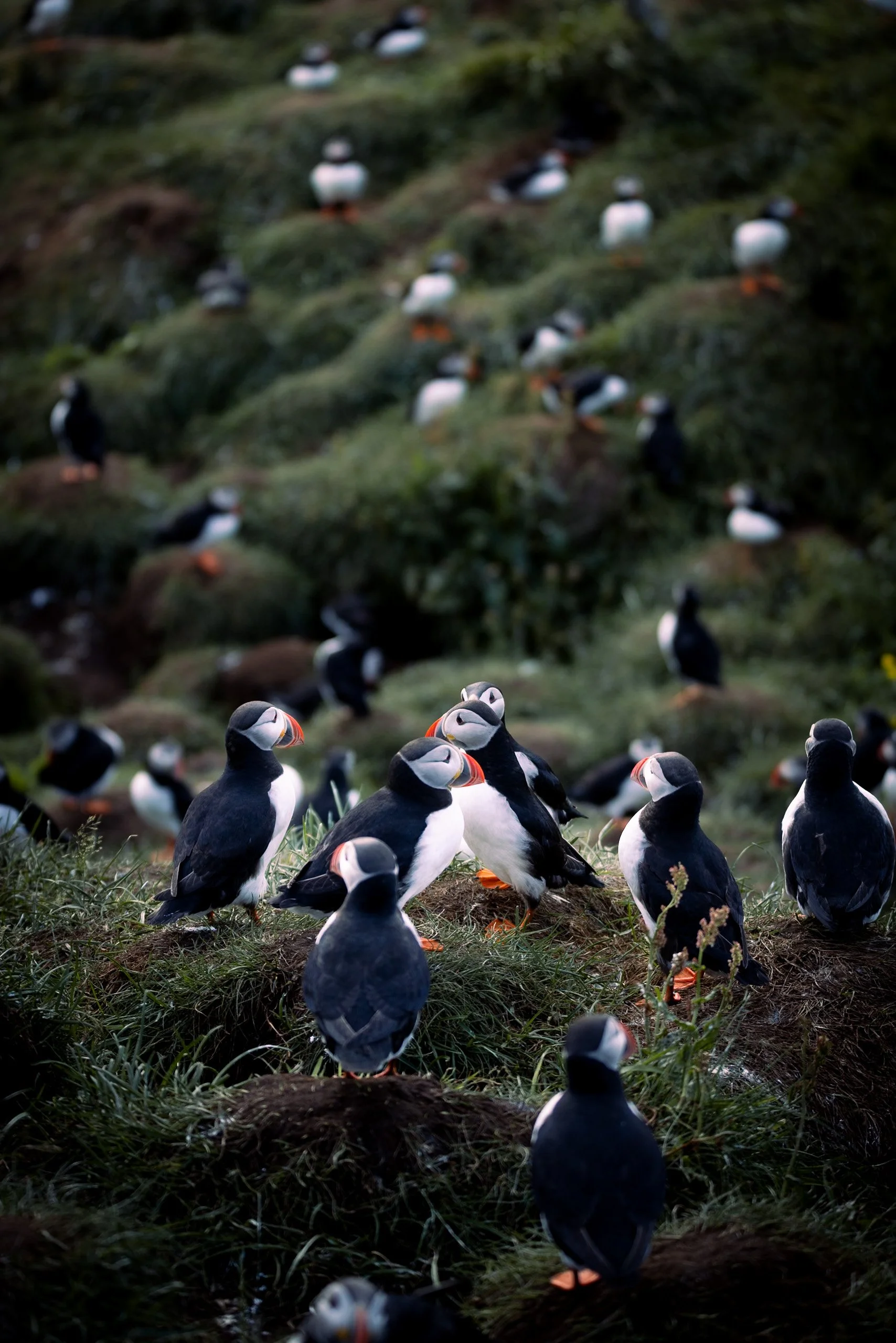 Atlantic puffins gathered among the coastal vegetation in Borgarfjörður Eystri, Iceland