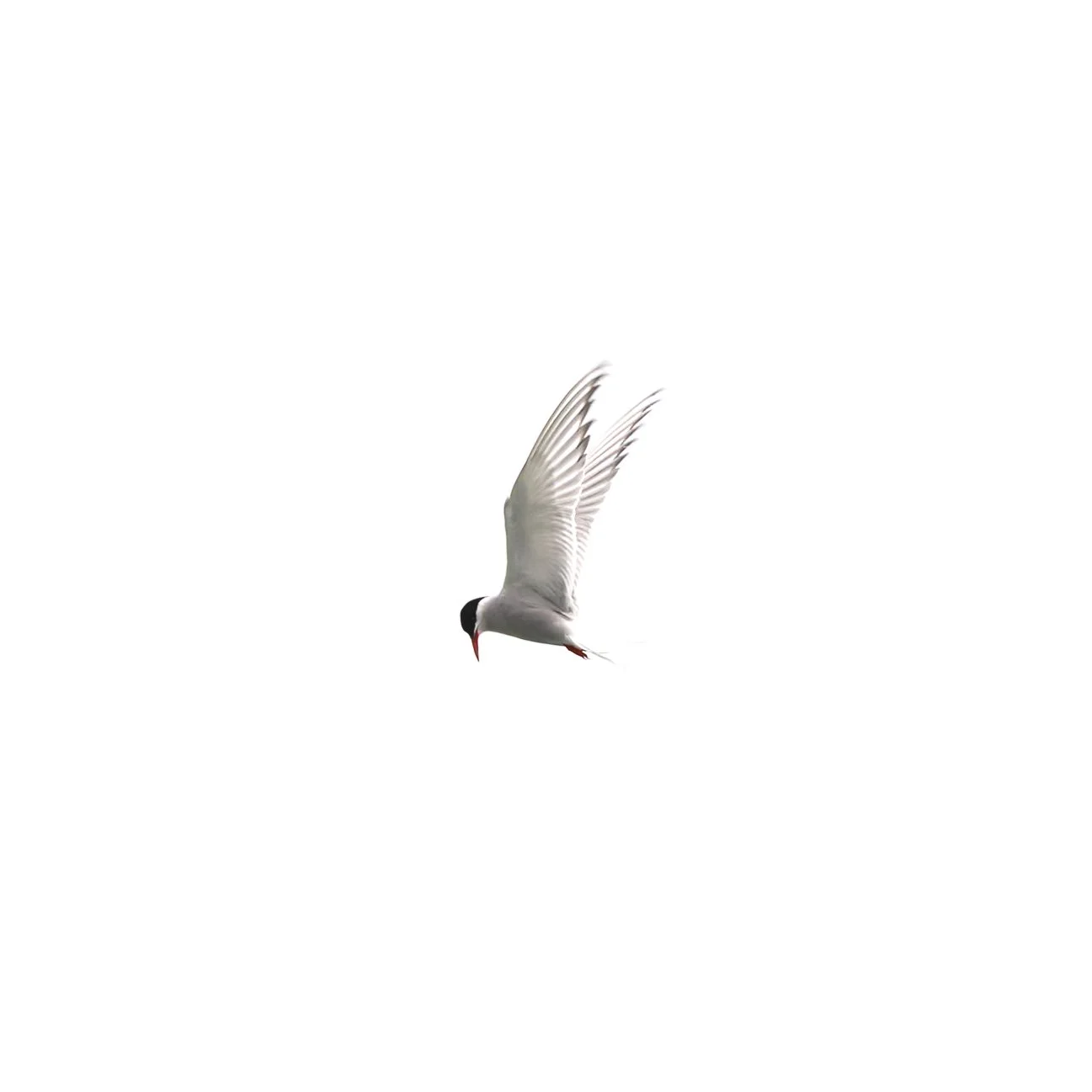 Arctic tern flying against a bright white sky