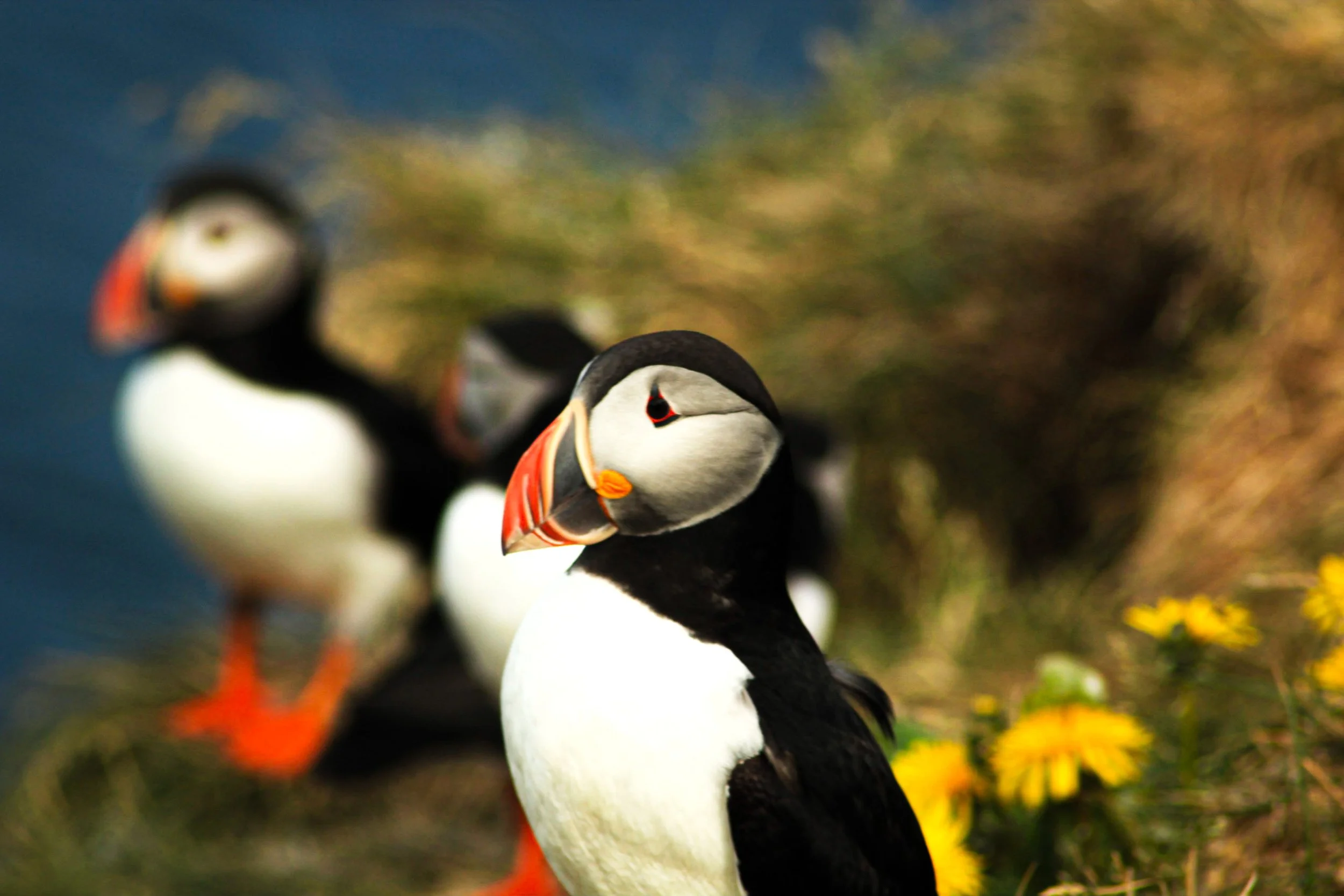 Two Atlantic puffins among coastal vegetation in Borgarfjörður Eystri, Iceland
