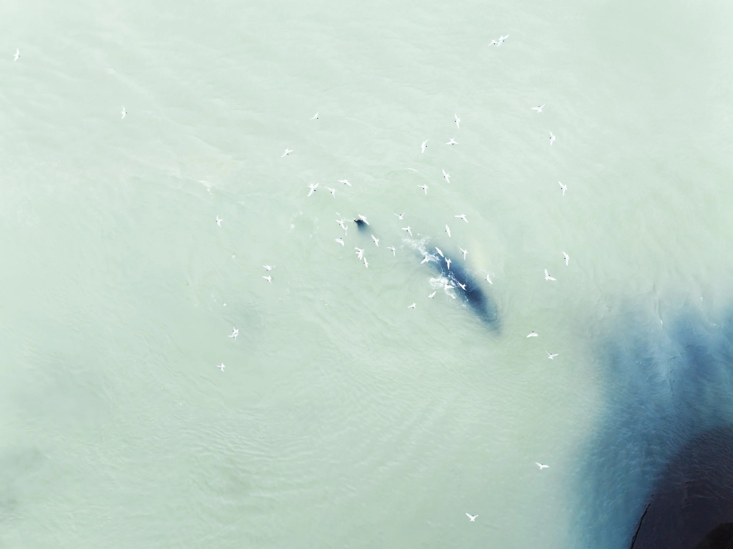 Whale surfacing in pale turquoise water surrounded by seabirds