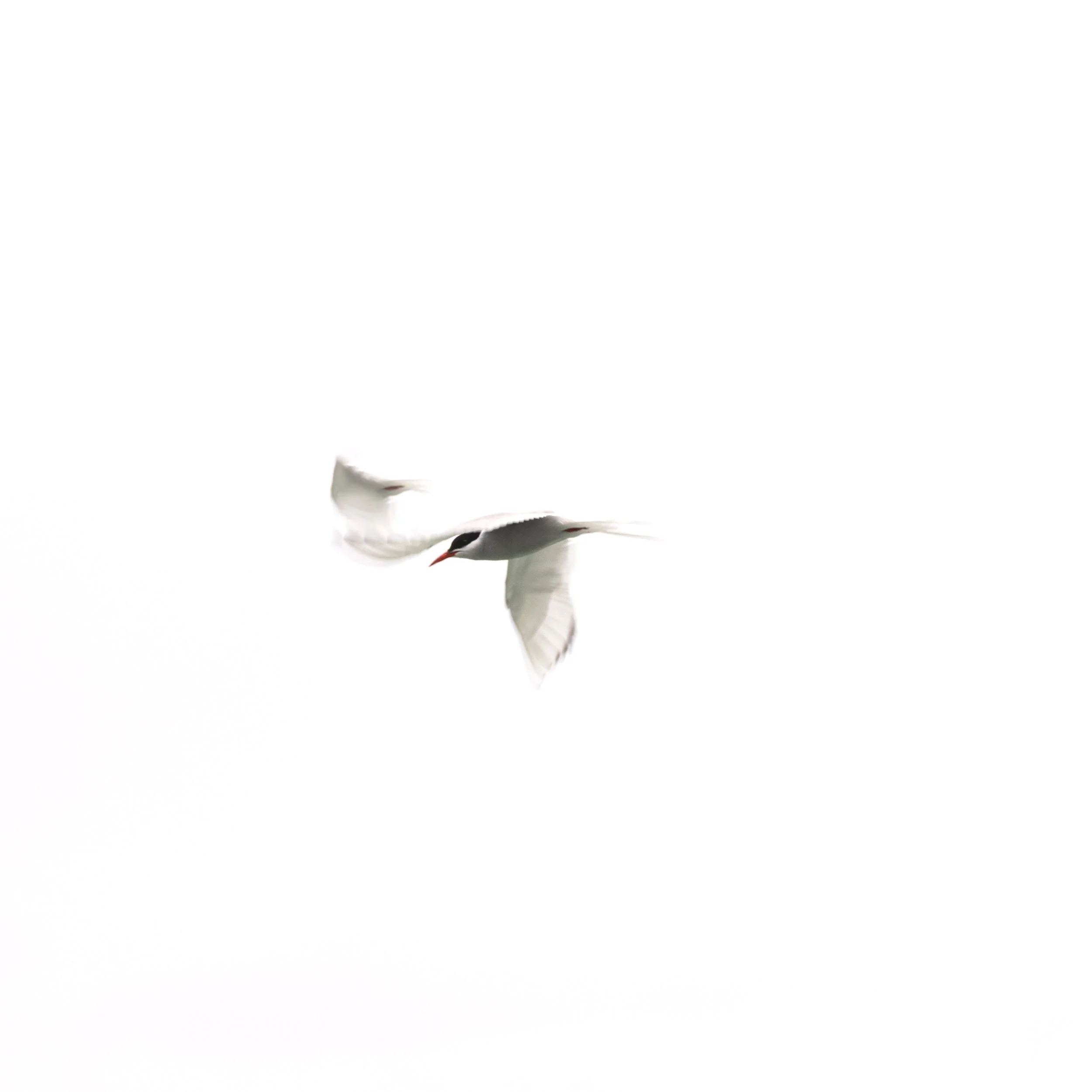 Arctic tern flying against a bright white sky
