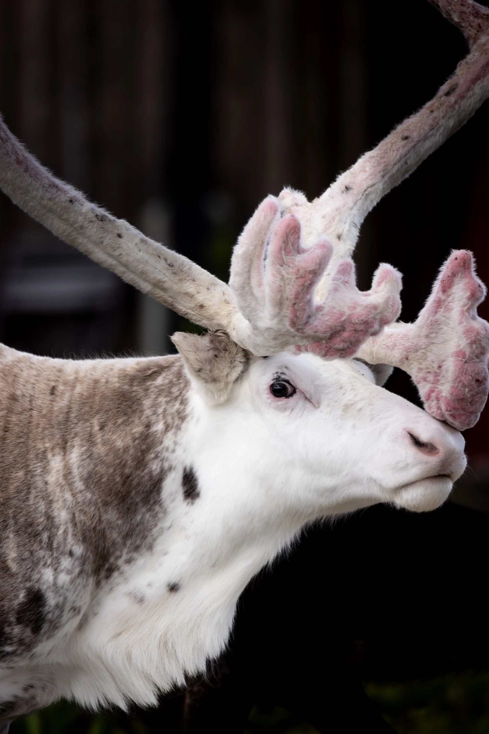 Close-up portrait of a reindeer with large velvet antlers against a dark background