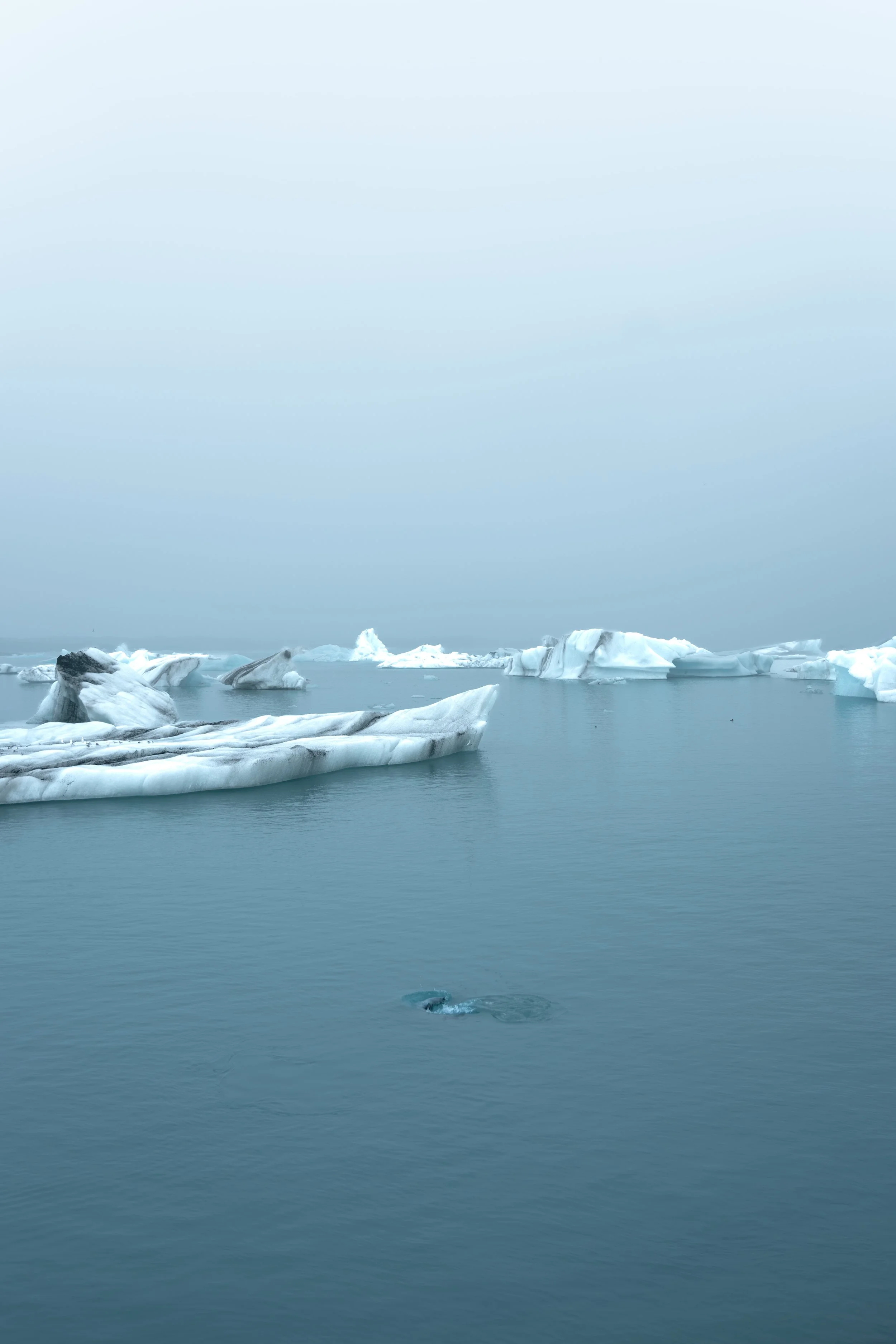 Seal swimming among icebergs in Jökulsárlón glacier lagoon in Iceland