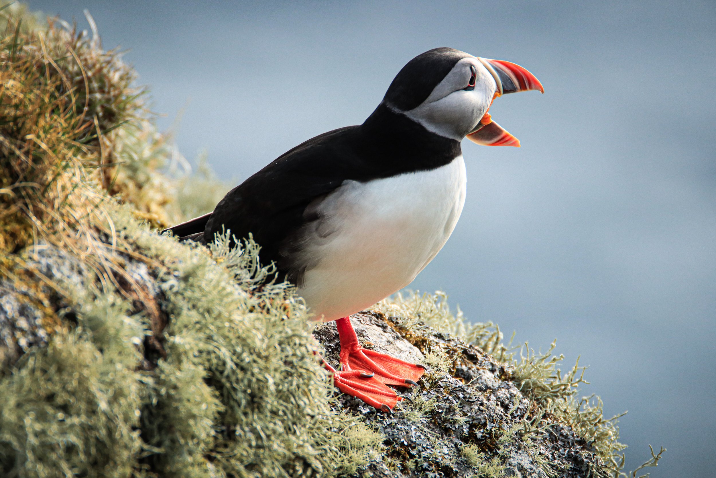 Atlantic puffin perched on a coastal cliff on Runde, Norway