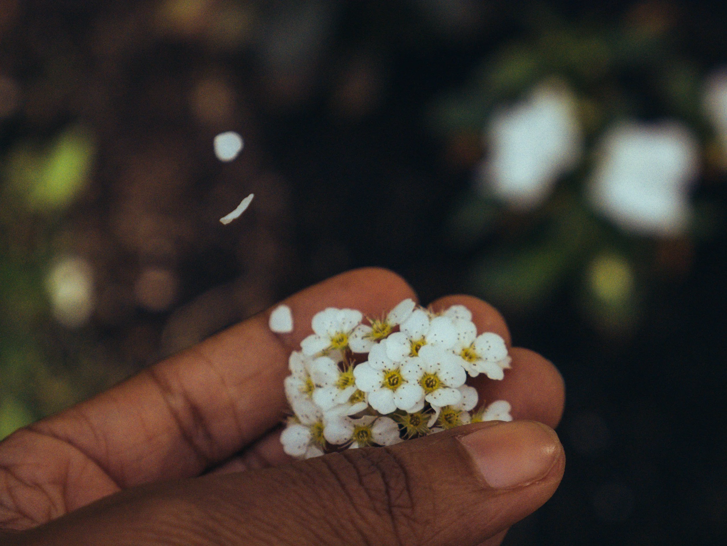 Tiny white flowers moving out of a hand