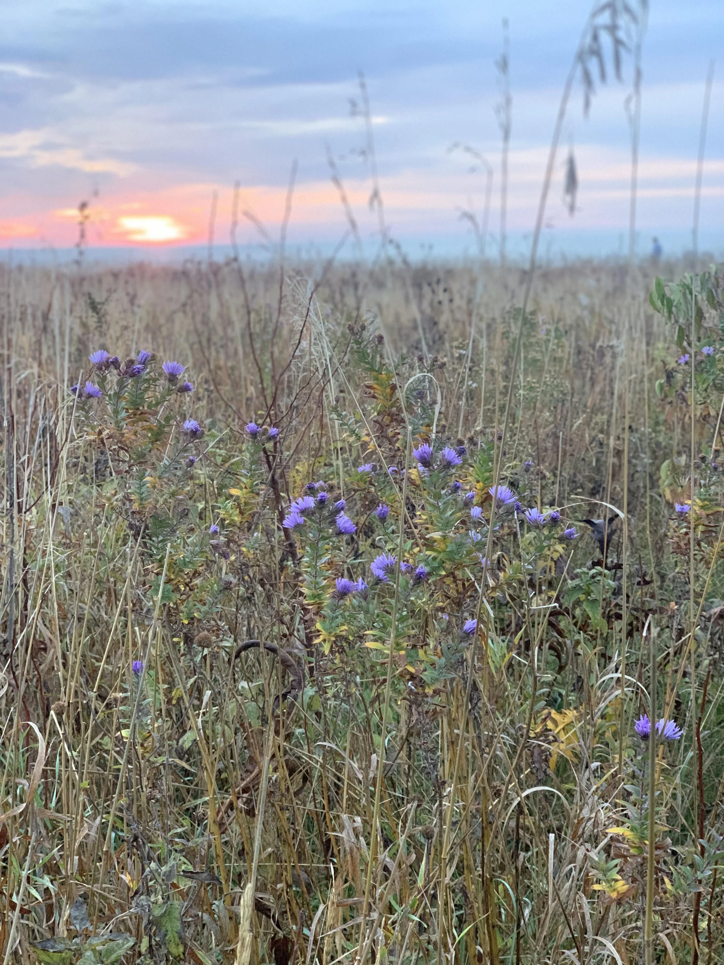 Purple flowers in a field in Illinois during sunset