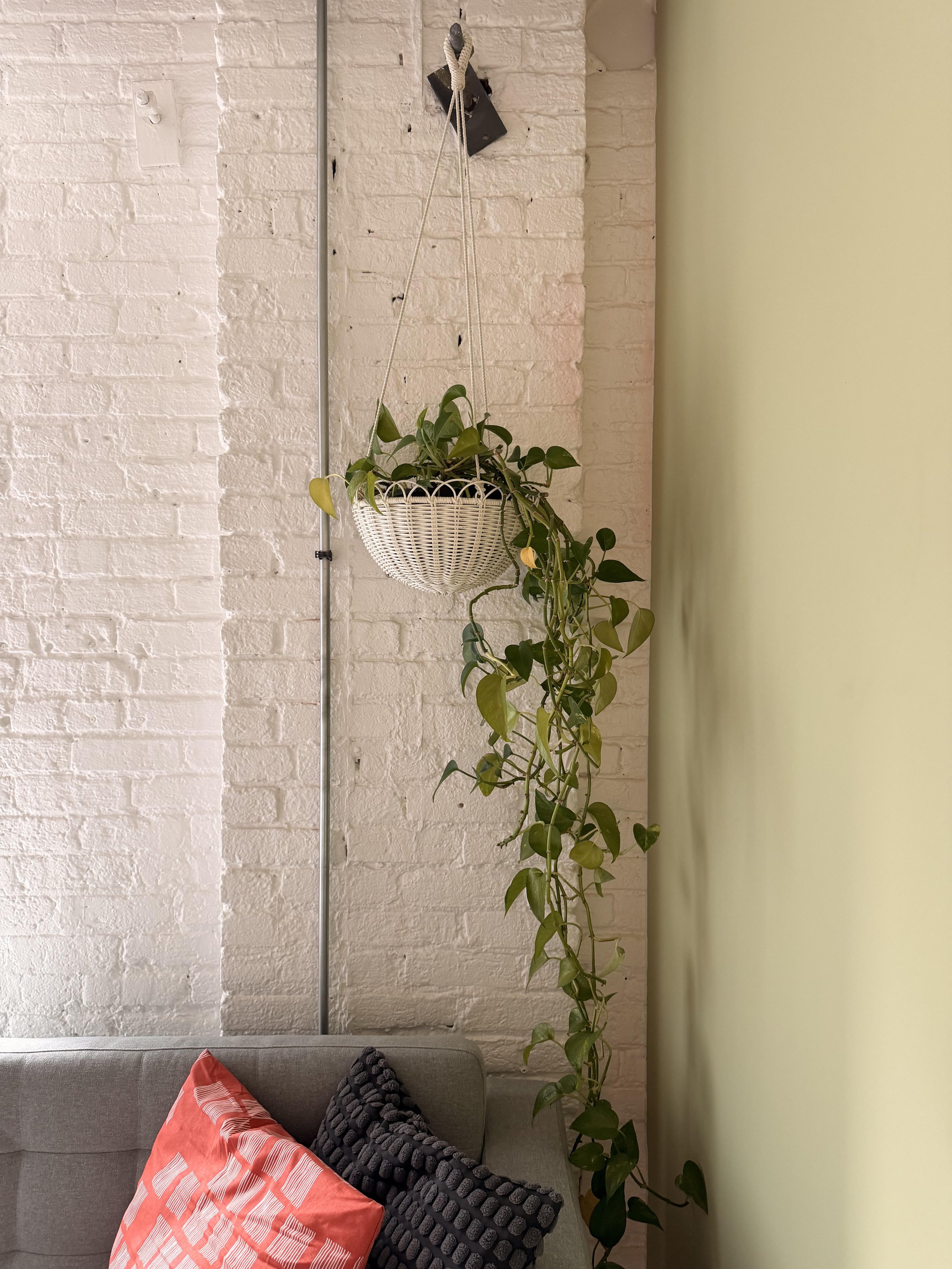 A hanging office plant that is in Chicago Minds therapy office space which Katie Catalano practices in, located in Chicago's River North neighborhood