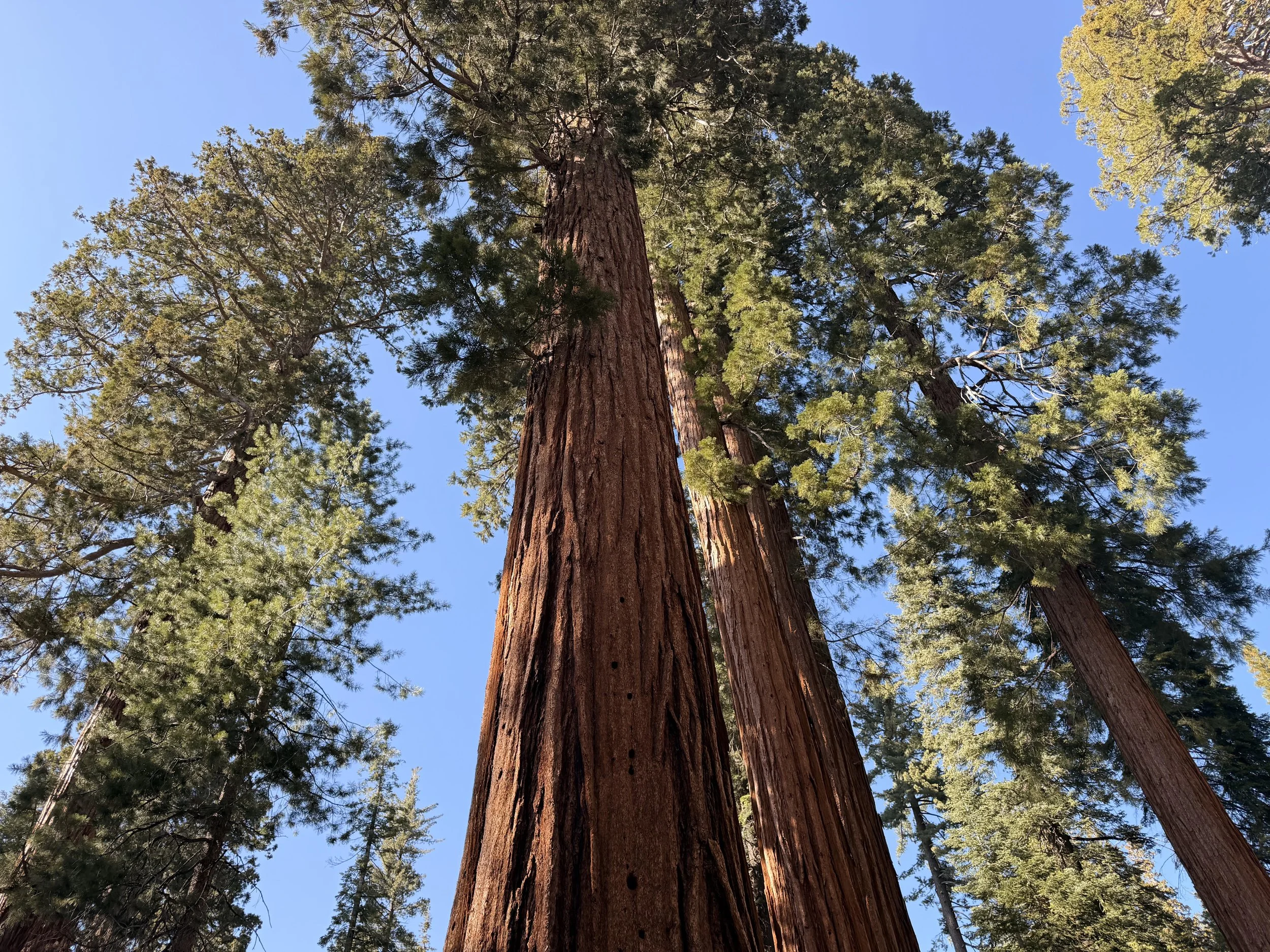 View looking up at tall Sequoia trees with green foliage against a clear blue sky.