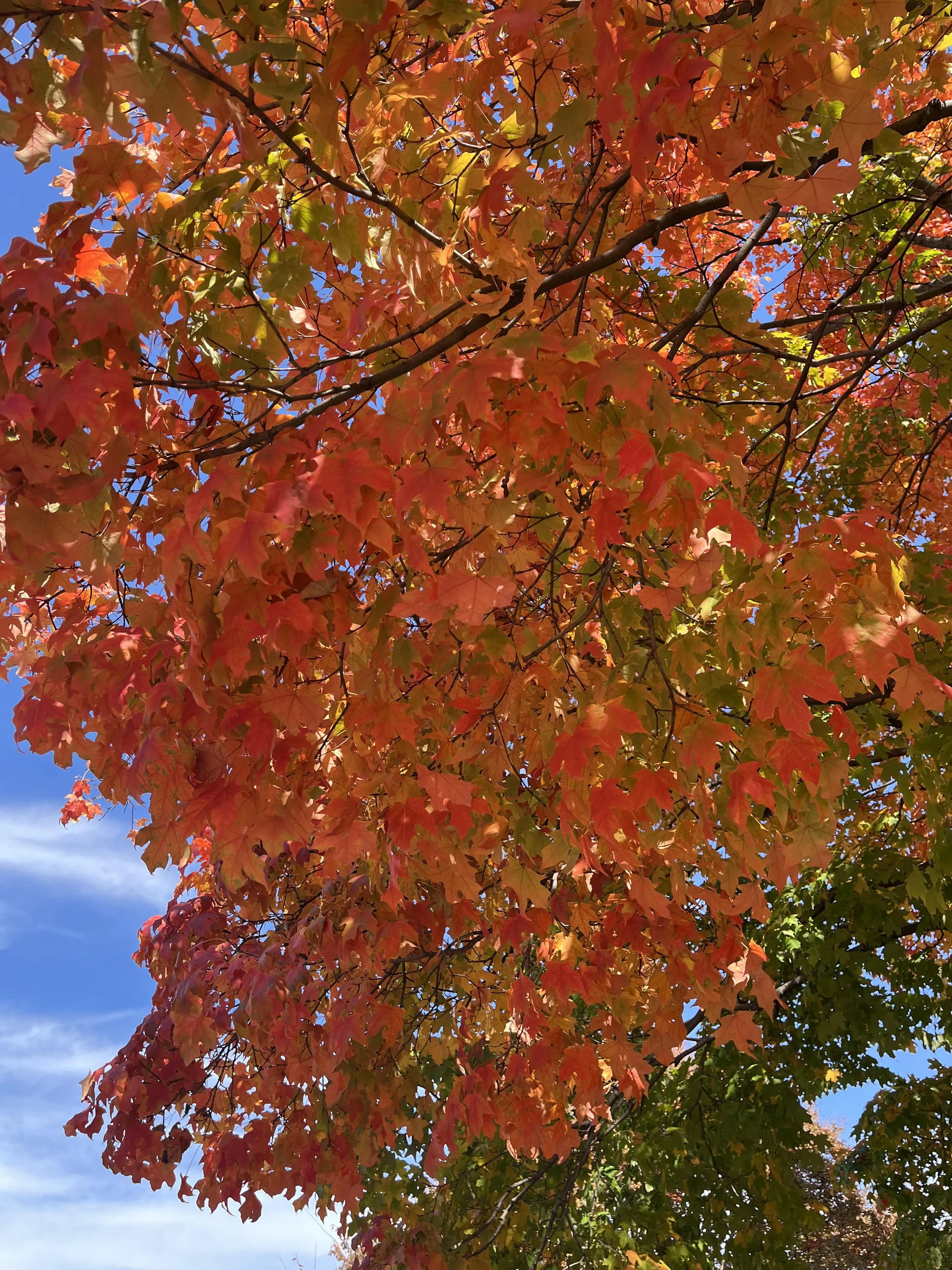 Crisp, orange and red autumn leaves