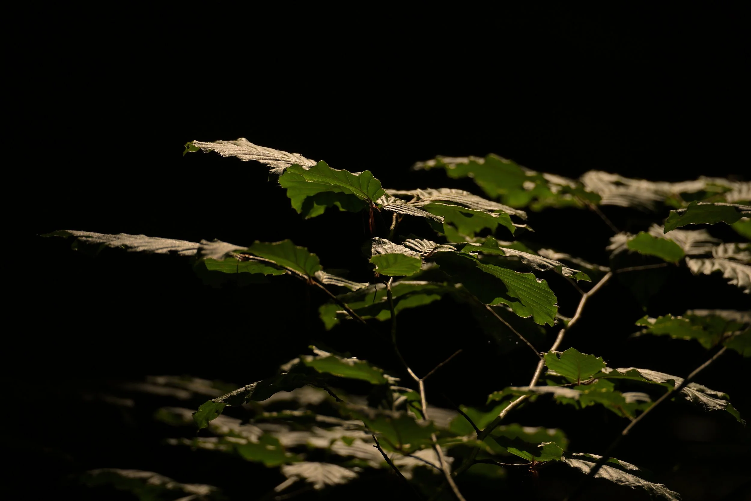 DSC_6609.jpg