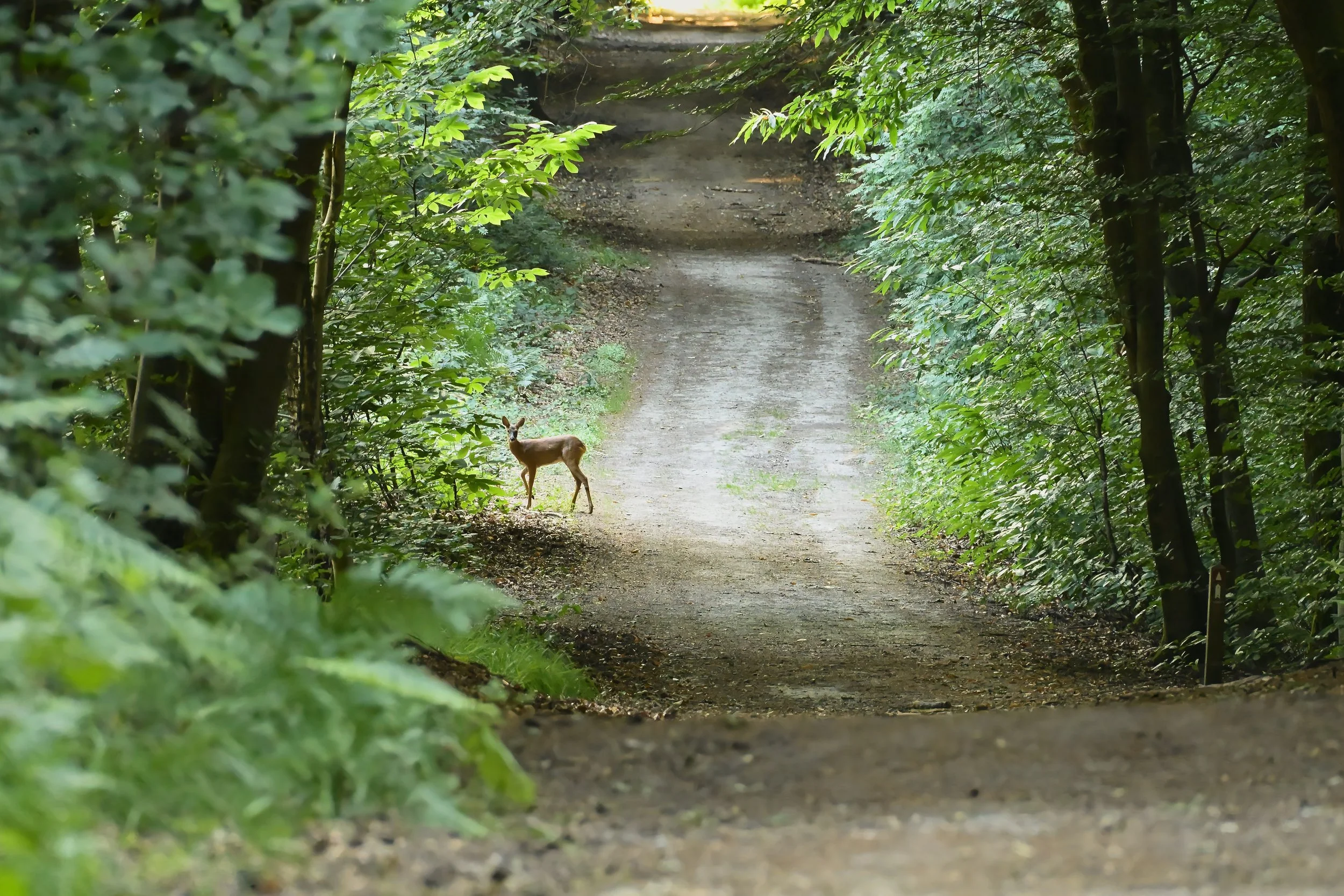 DSC_6975.jpg