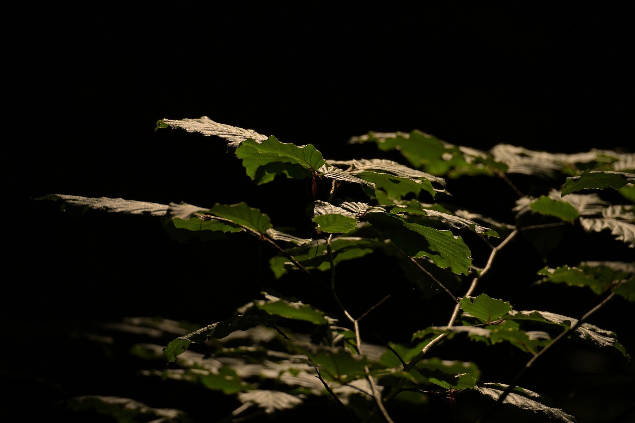Against a deep, dark background, the illuminated leaves reveal subtle texture, gentle structure, and the calm contrast that defines Nature Minimalism.
Both photographs are part of my fine‑art nature collections through Vague &amp; Form on Saal Digita