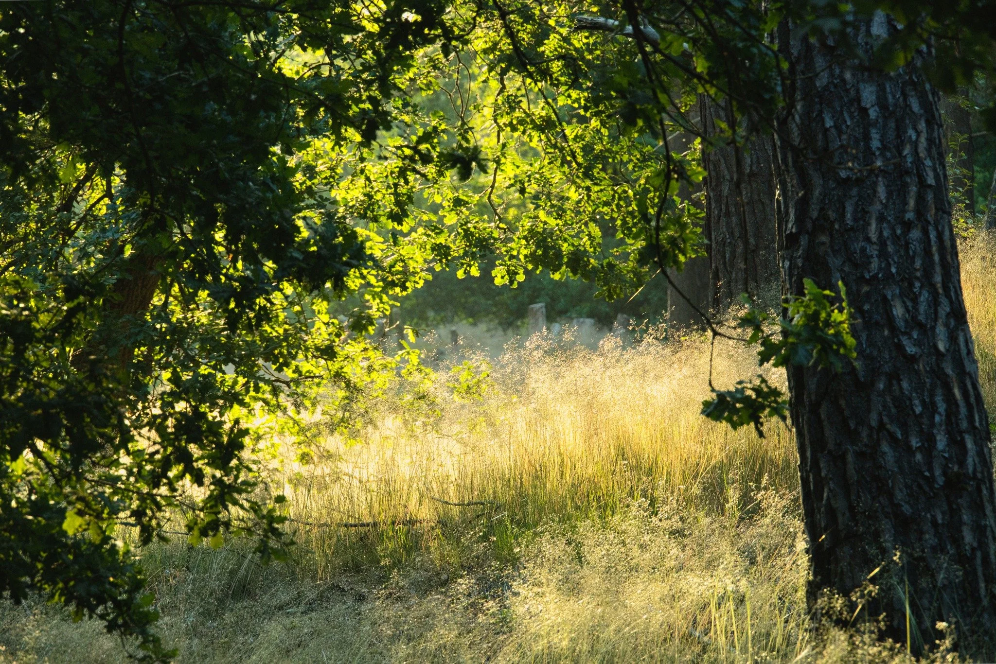 Golden Hour Harmony. 🌲✨

Sunlight filtering through woodland paths and warm golden grasses&mdash;this series captures the peaceful balance of untouched nature. Designed to bring natural warmth, depth, and a serene atmosphere into contemporary living