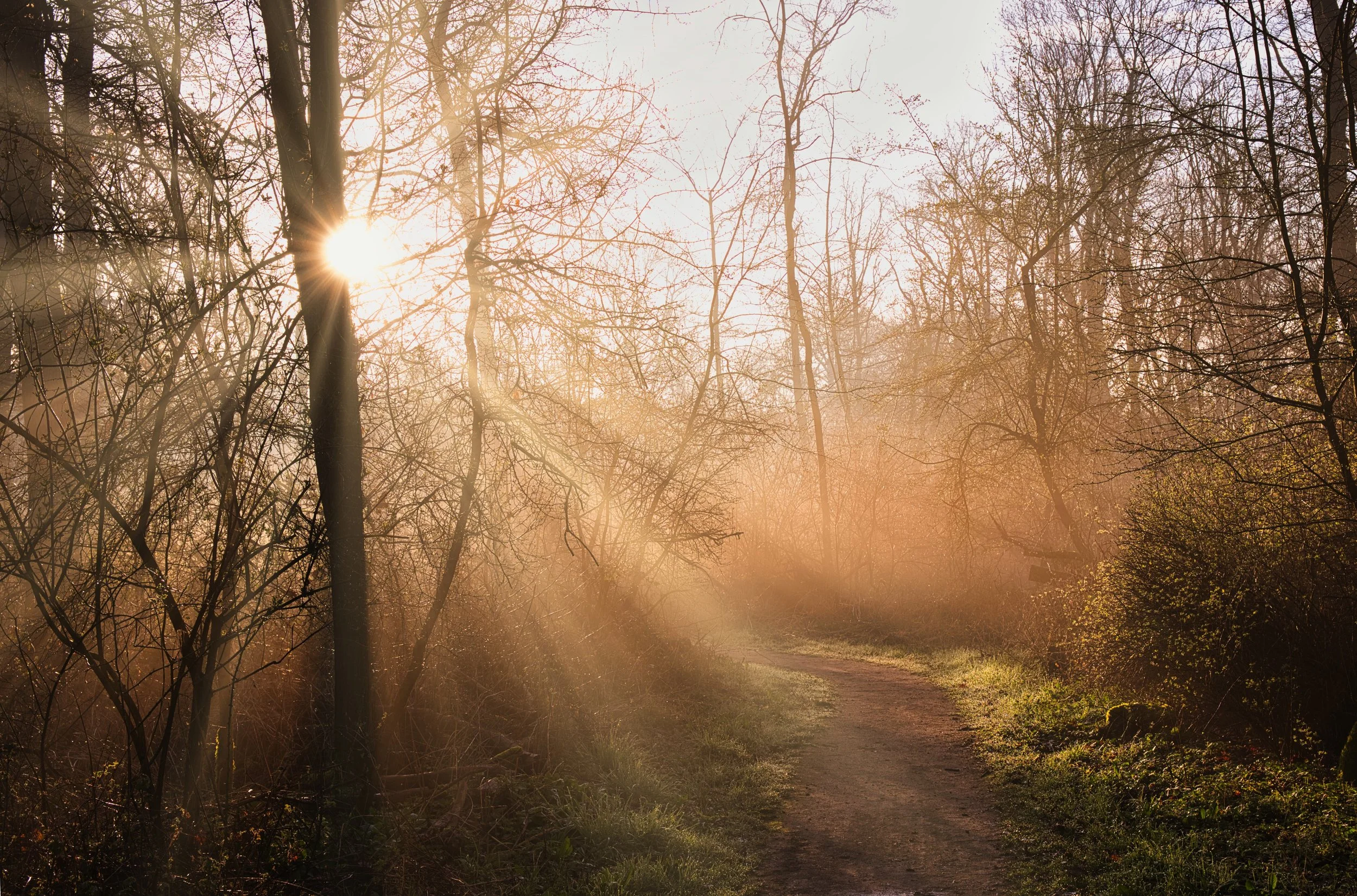 Golden Rays Along the Forest Path.