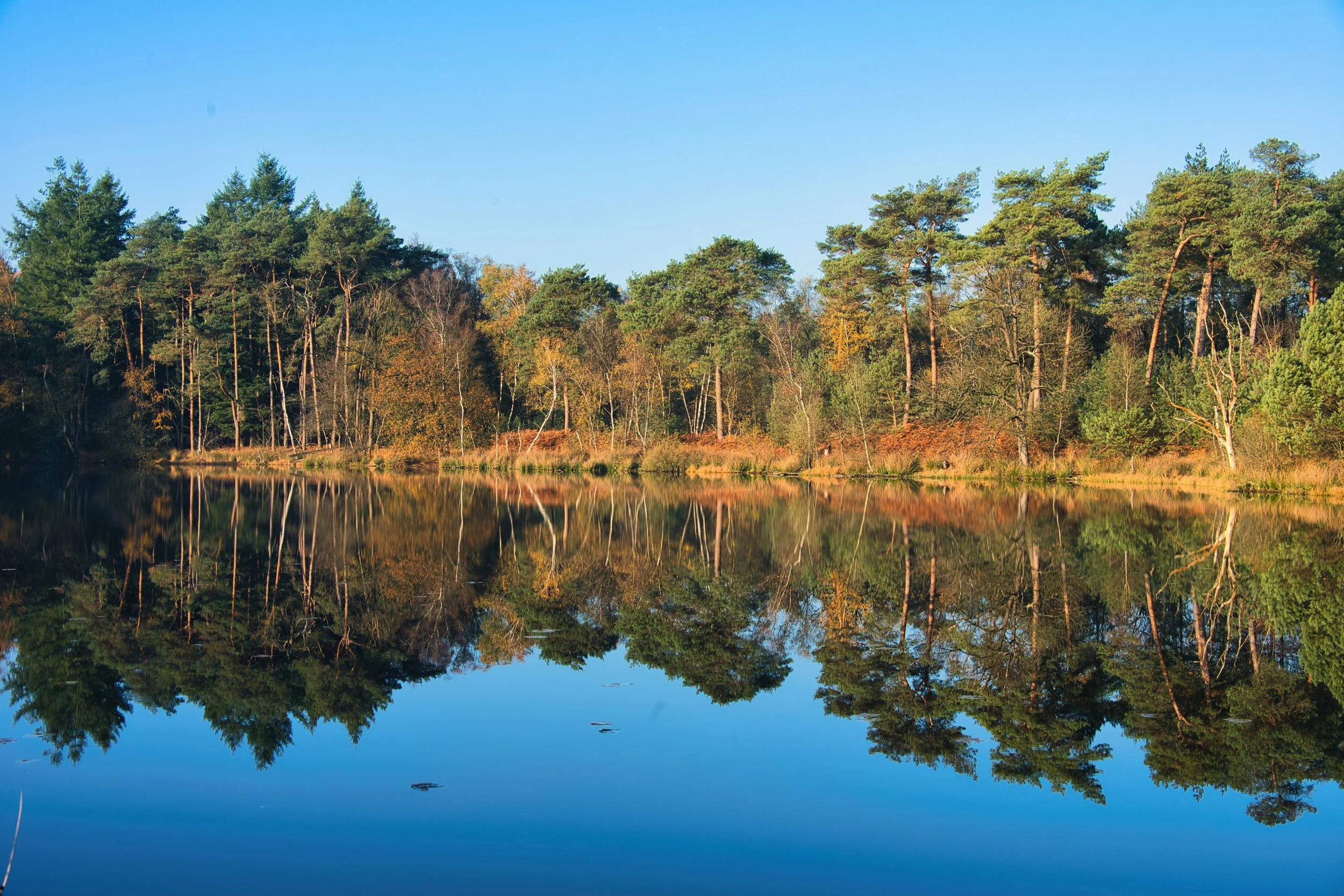 Fotografie van de Oisterwijkse Vennen met bomen en spiegeling in het water bij rustig weer — Vague and Form by Rogier van Bunnik.