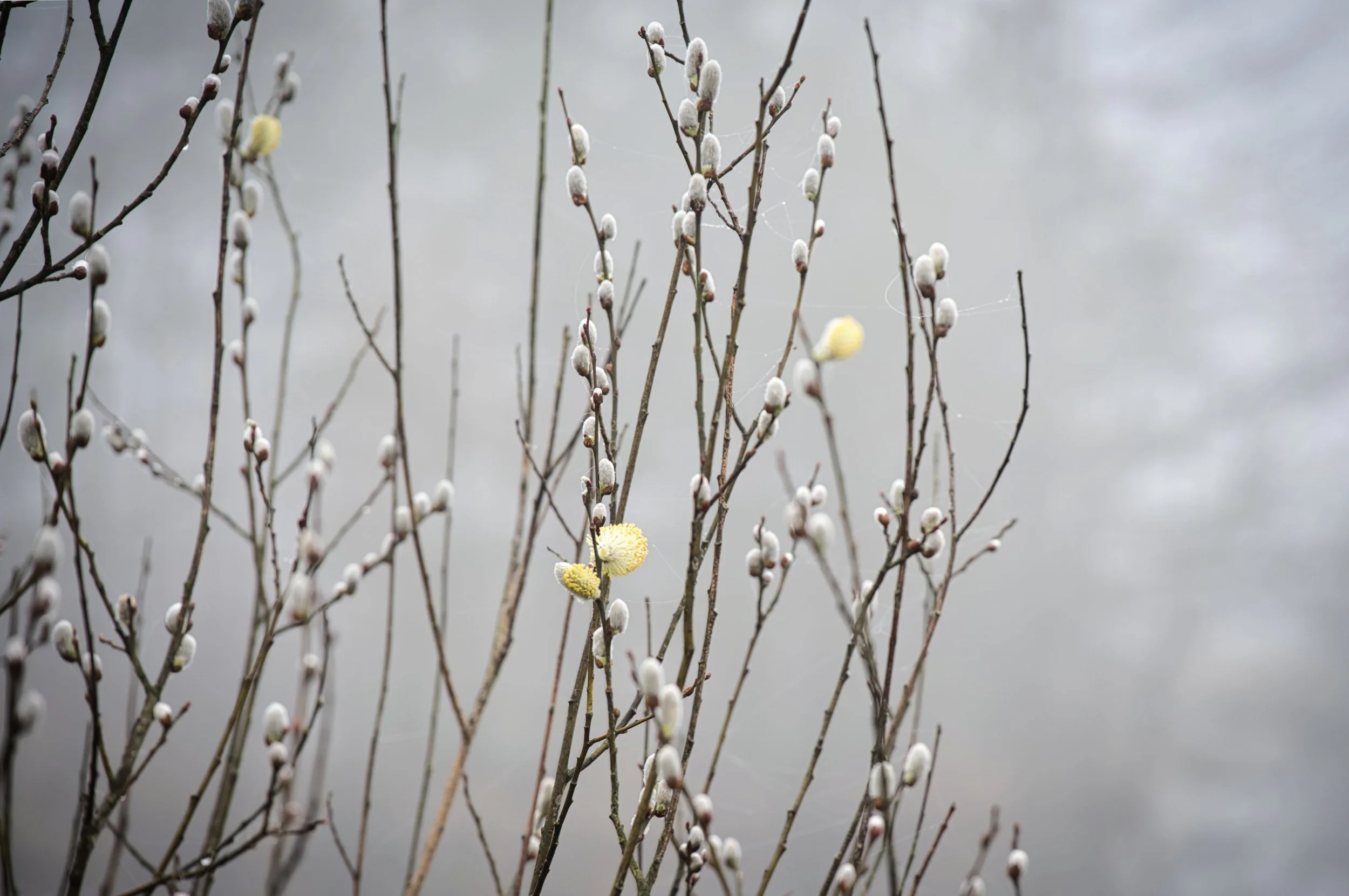 Spring Catkins in Soft Light, Oisterwijk, Noord-Brabant