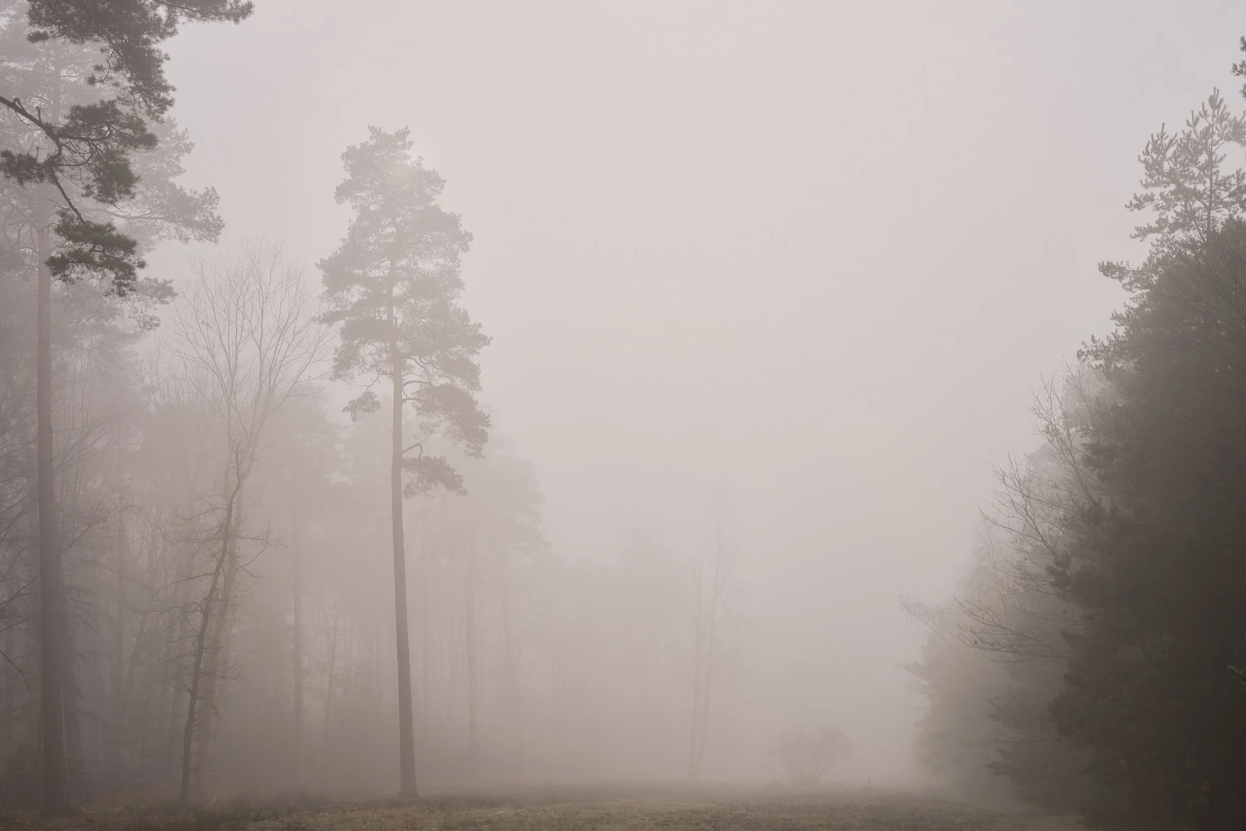 Forest Fading into Quiet Mist.
