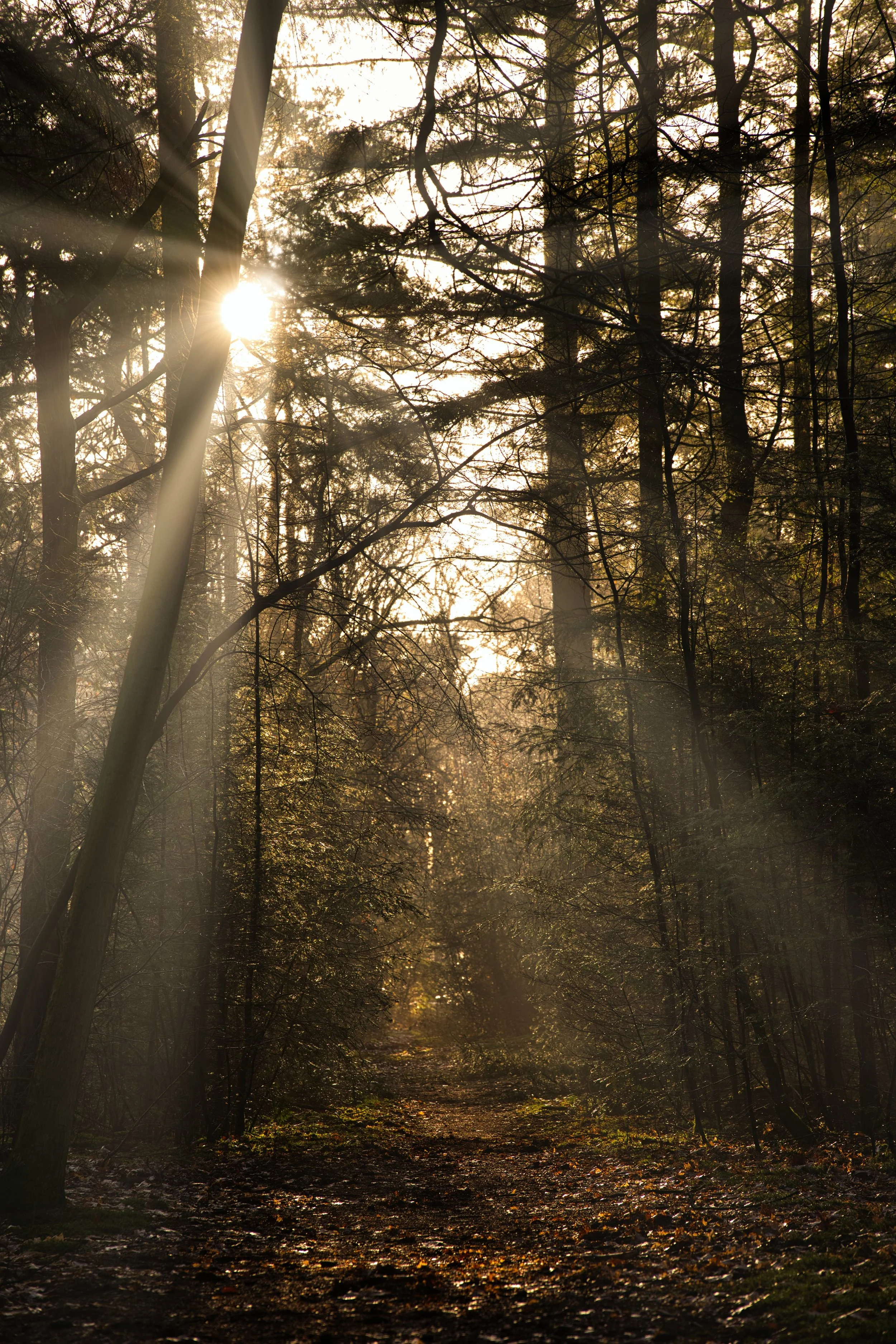 Pathway Through the Morning Light, Vught, Noord-Brabant