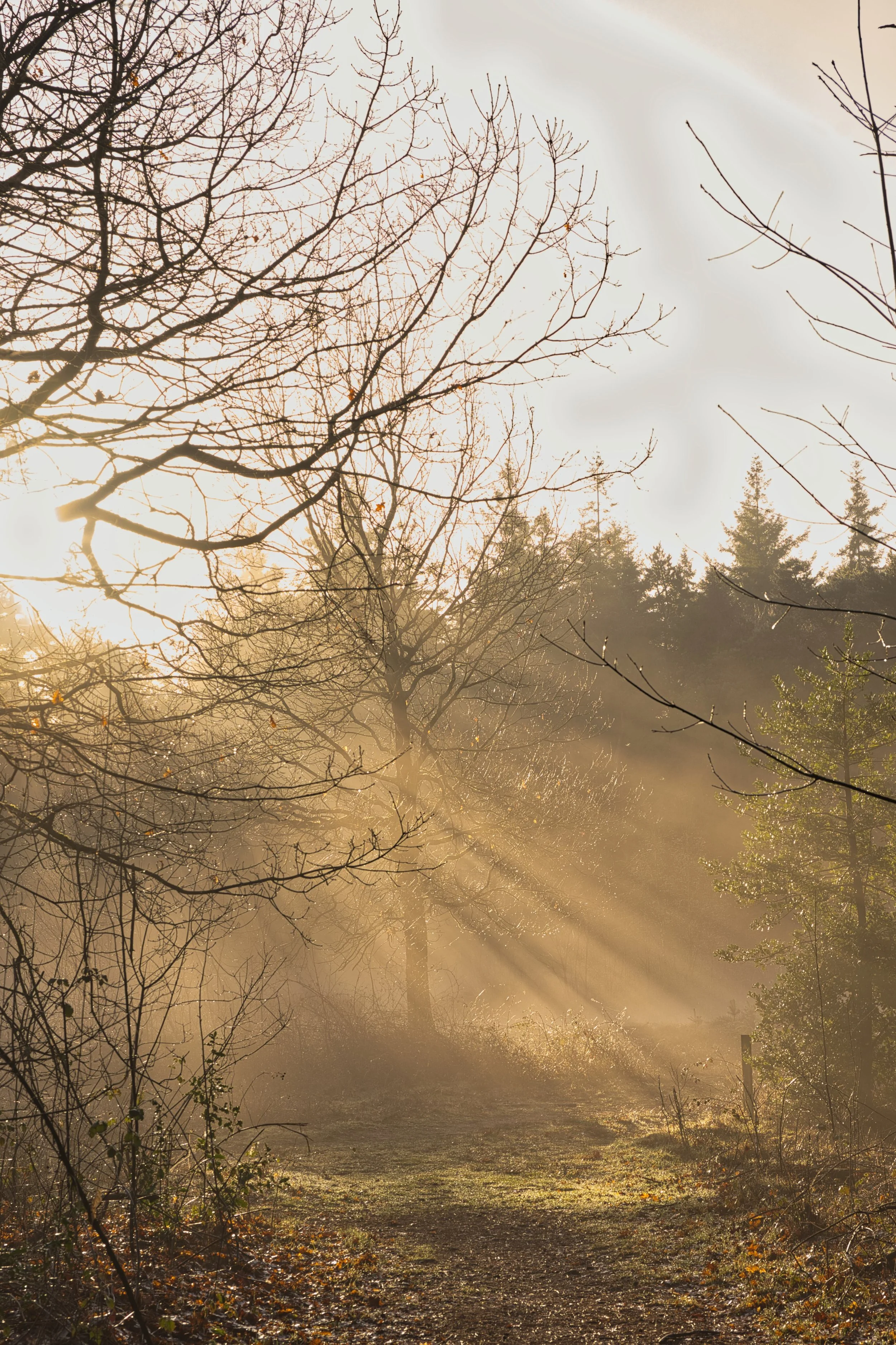 Light Falling Through the Forest, Vught, Noord-Brabant