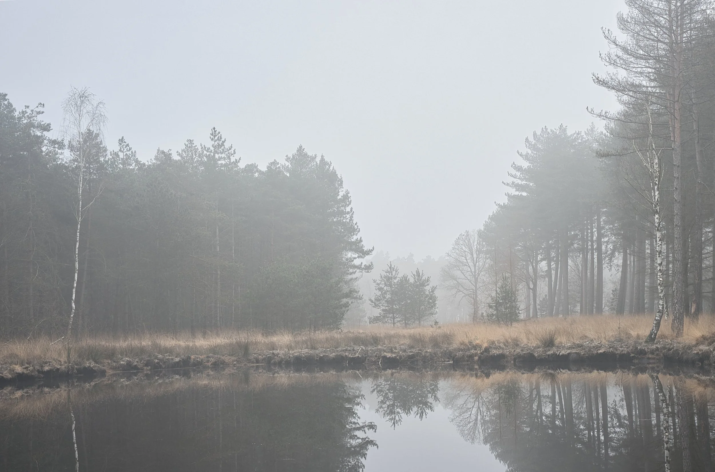 Reflections in Morning Mist, Oisterwijk, Noord-Brabant