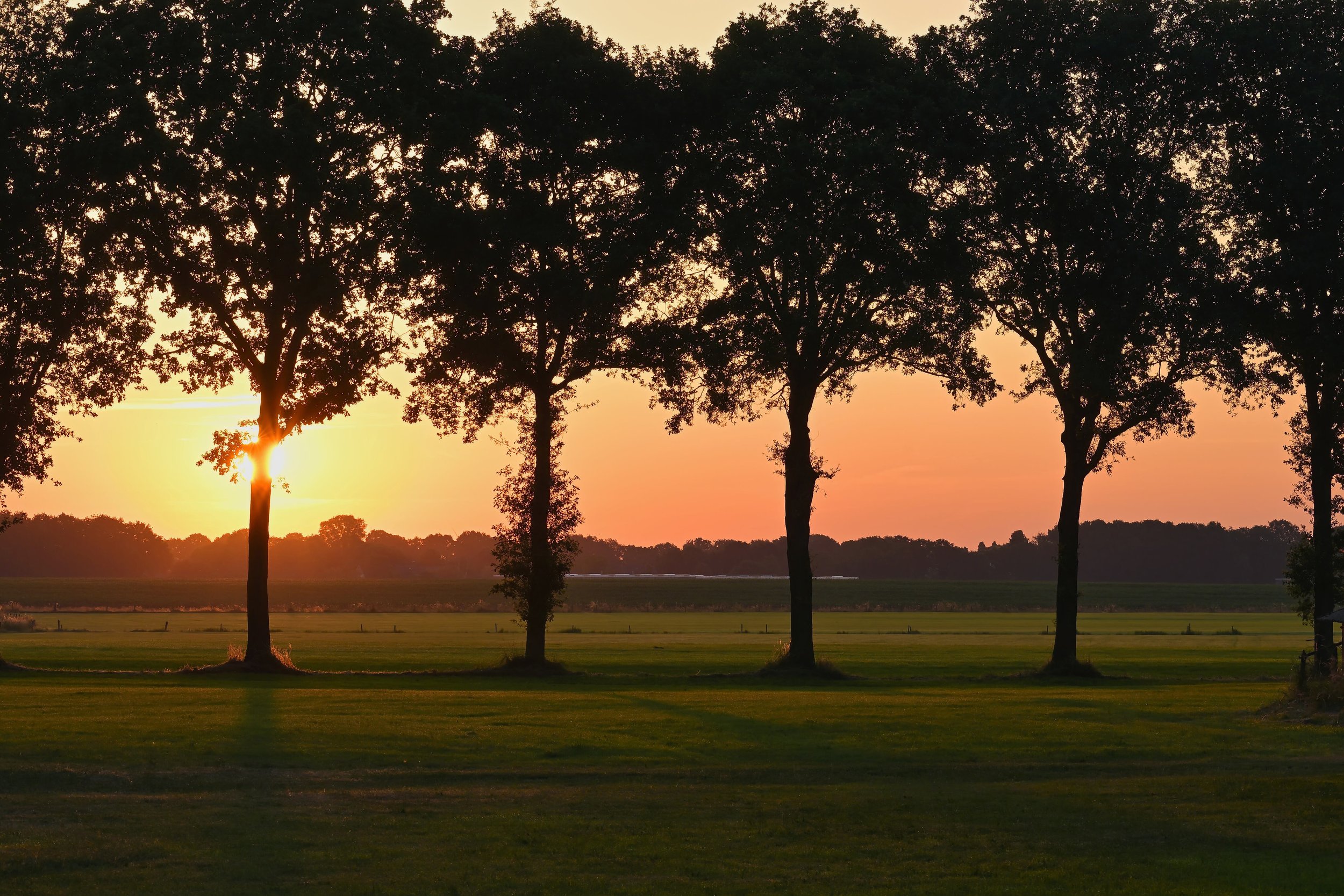 Sunrise Through Trees