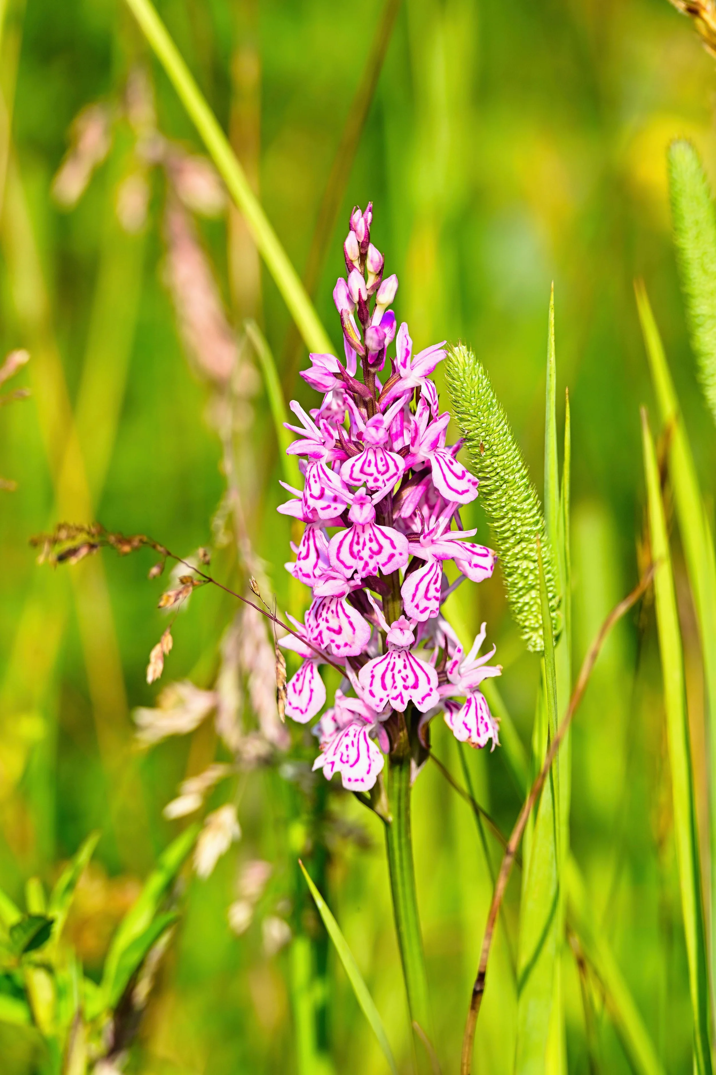Orchidee in het gras in de vorege ochtend
