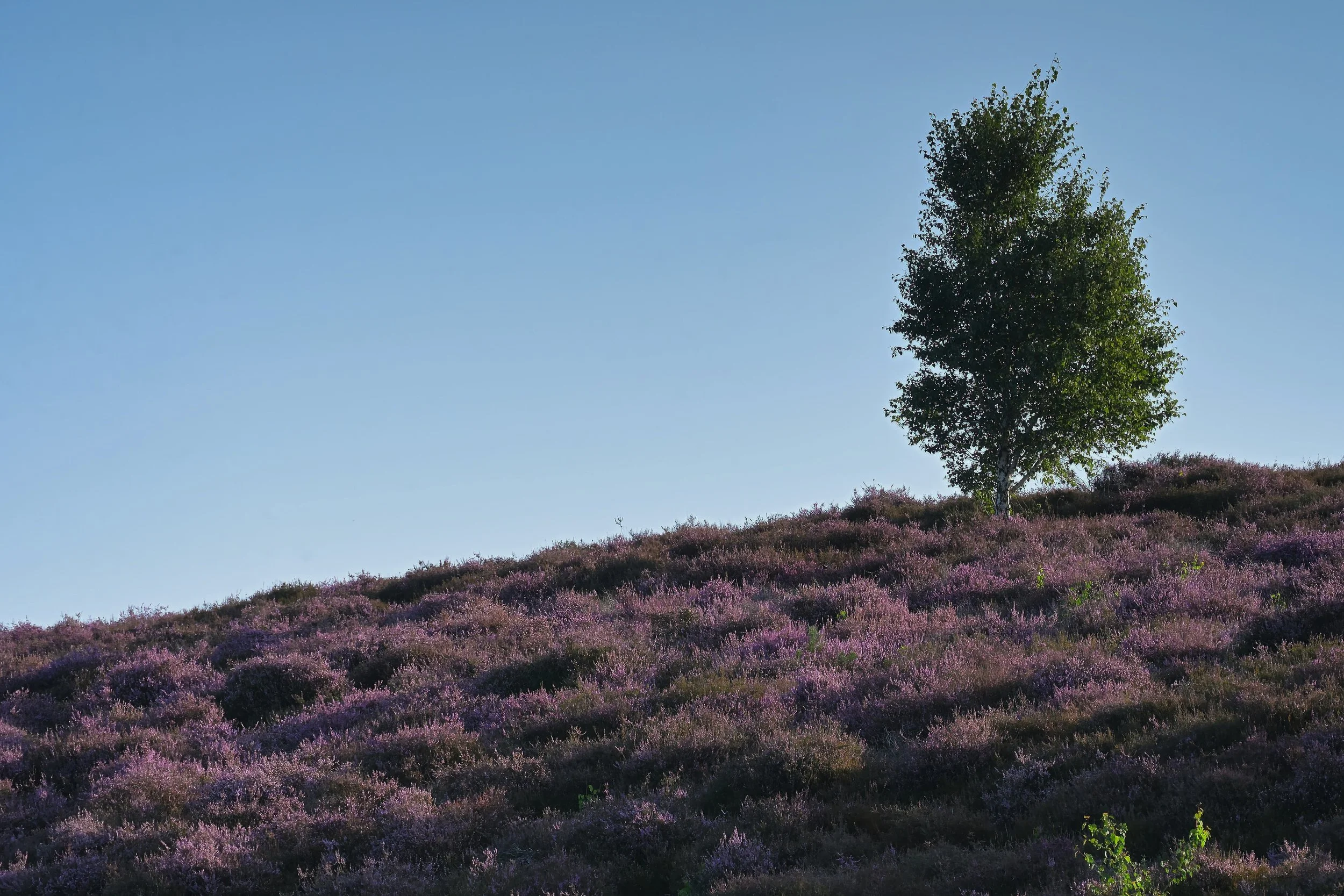 Solitary Tree on Heath, posbank, Gelderland