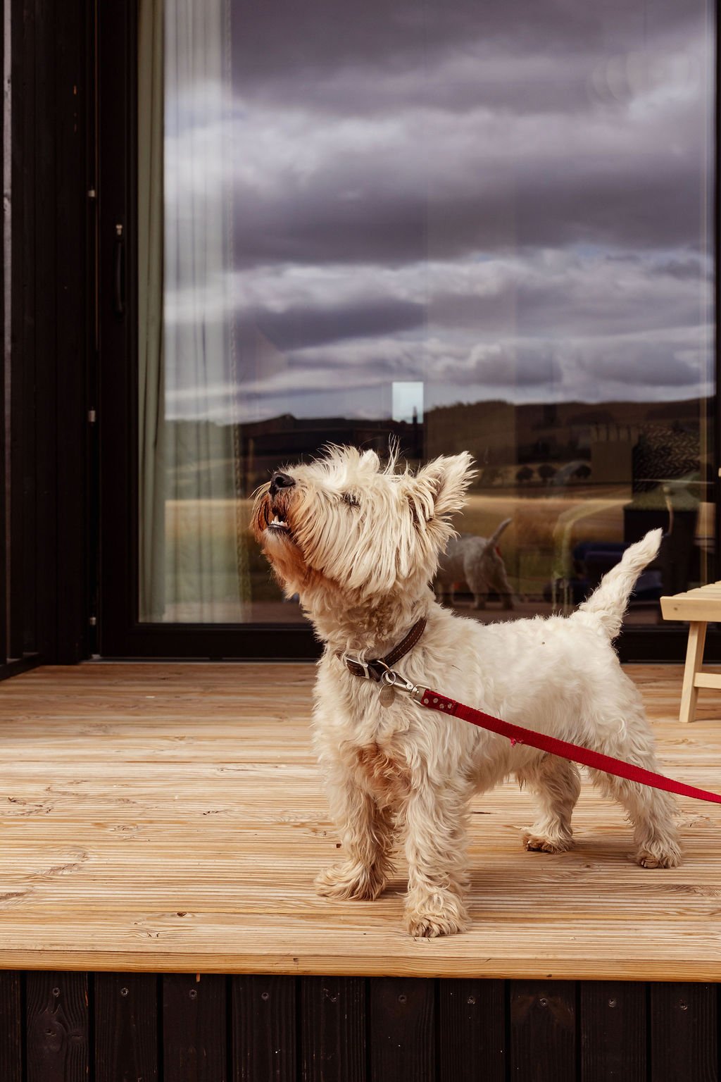 Westie dog