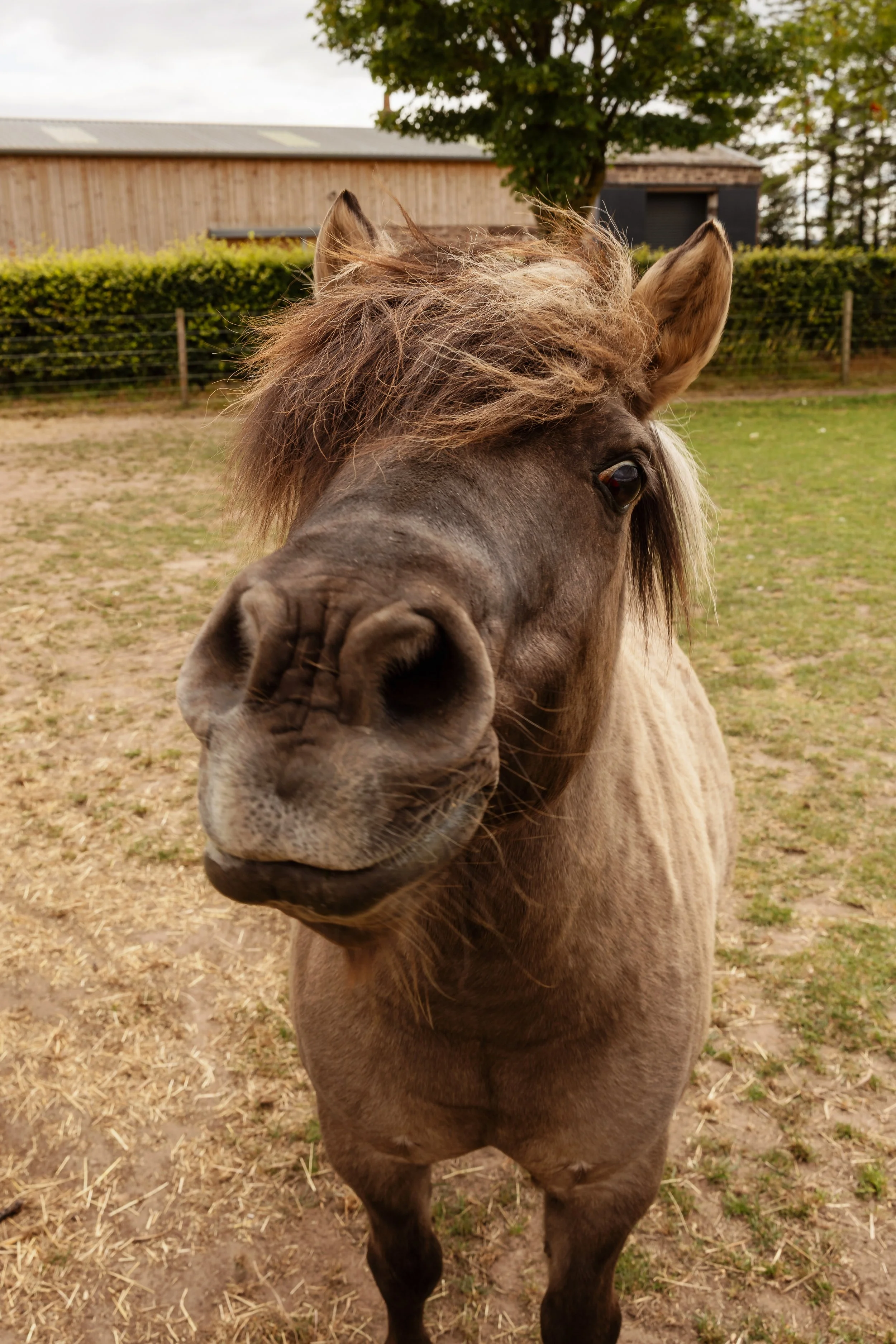 Close-up of a blue dun Shetland pony with a light-coloured mane, standing outdoors in a grass field with a fence and wooden shed in the background.