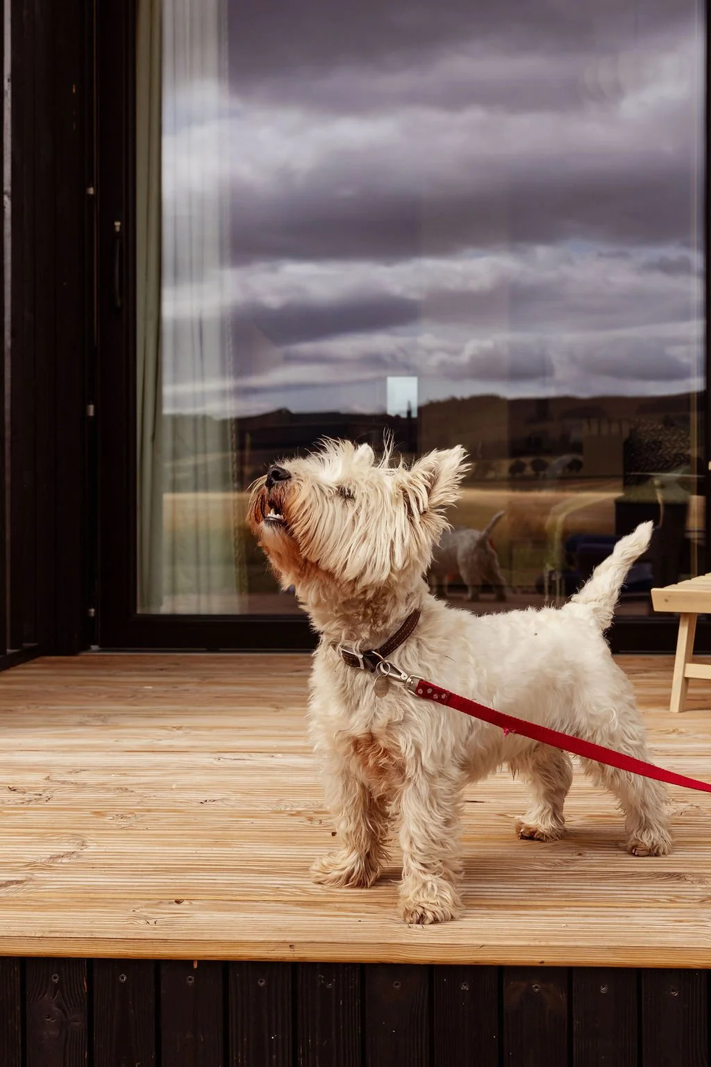 Close up of a westie dog standing on a decked area of a cabin.