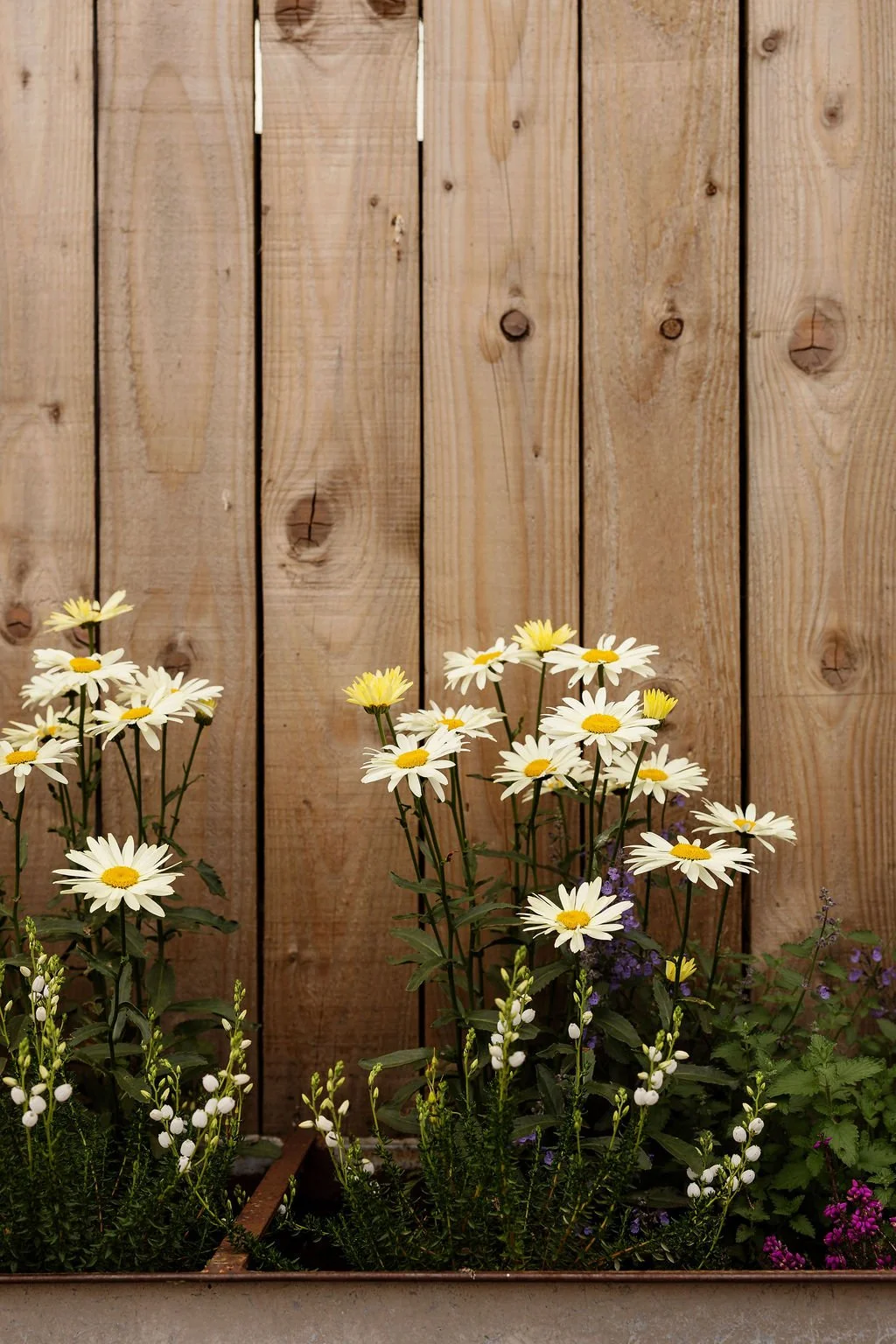 Wild planting in trough, against wooden farm shed.