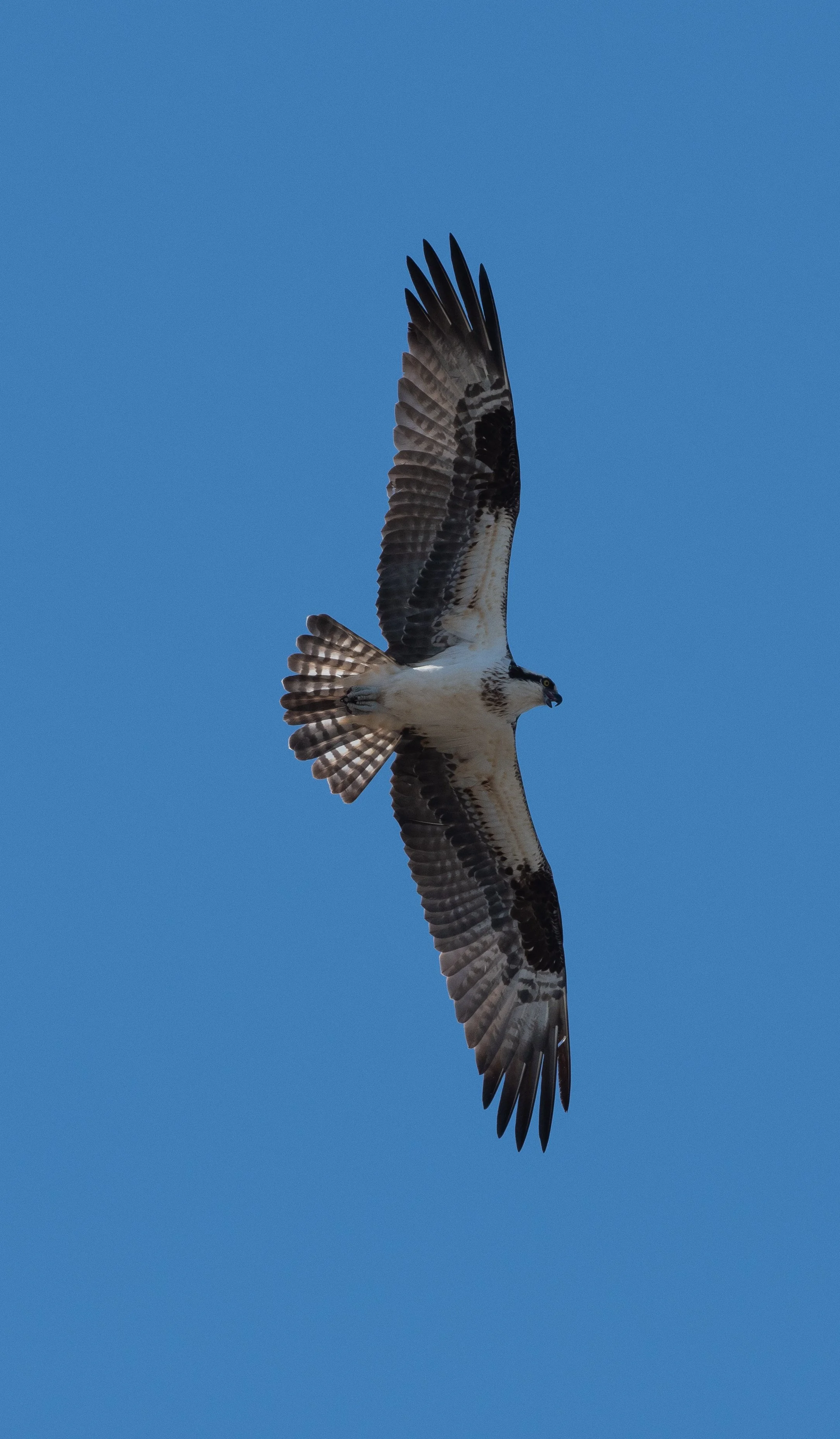 DSC_8113.jpg