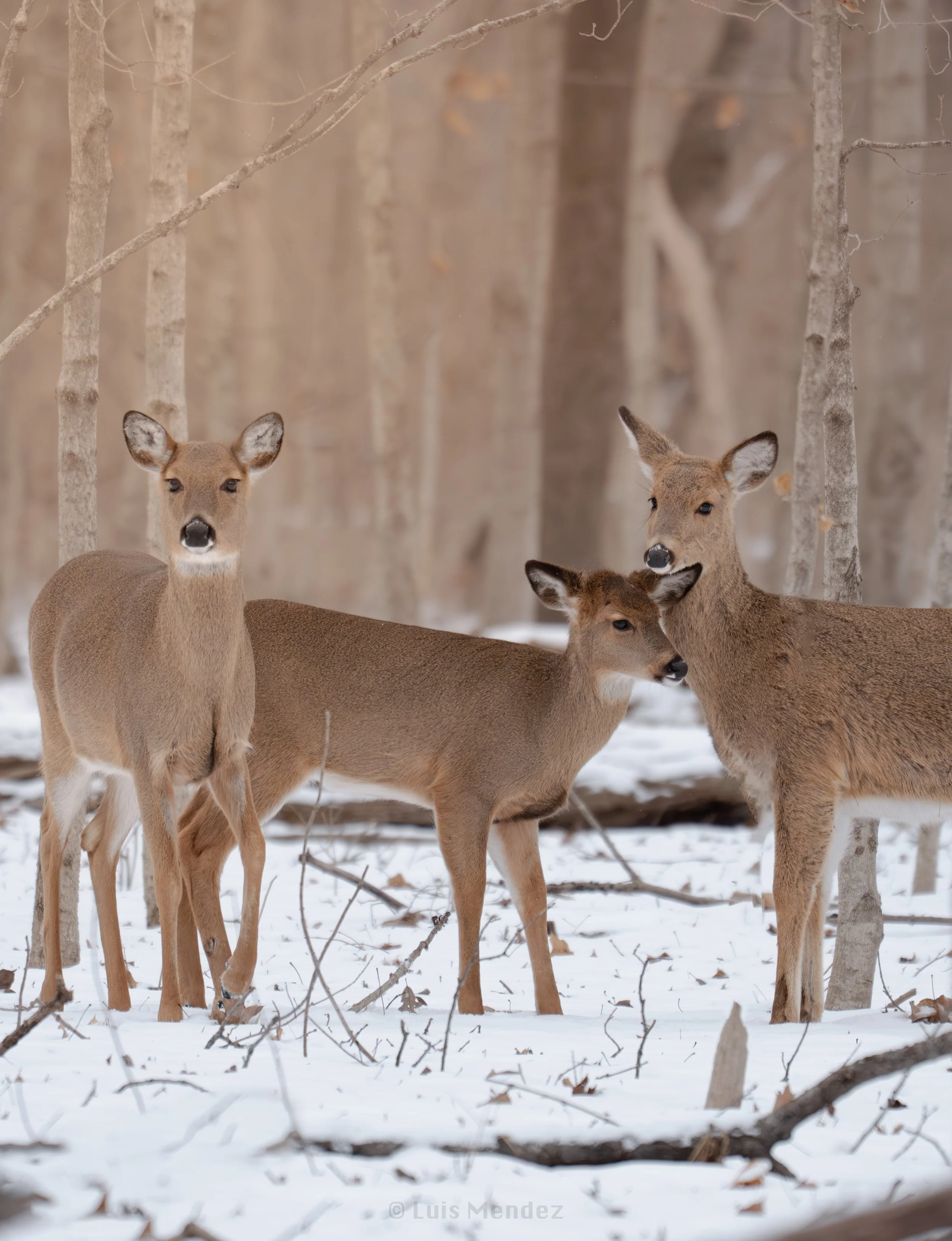 Three Deer in a Winter Snowfall Print