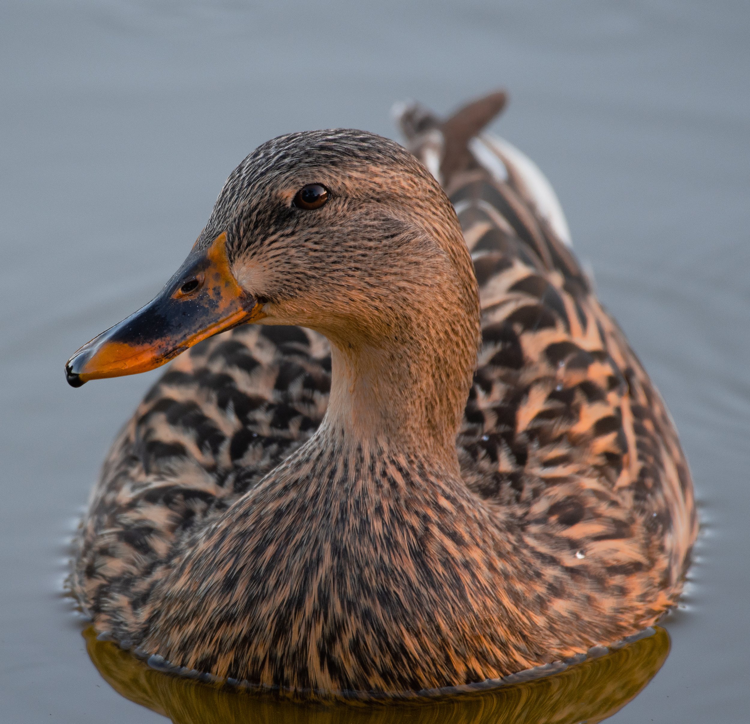 DSC_6669.jpg