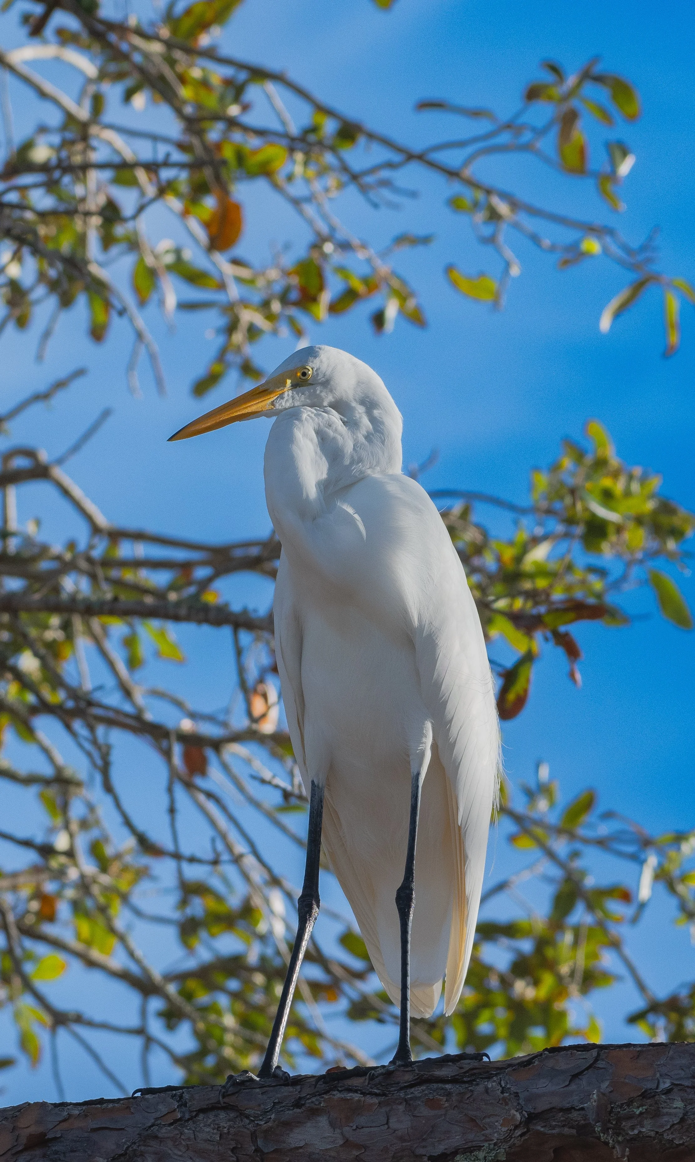 DSC_4384.jpg