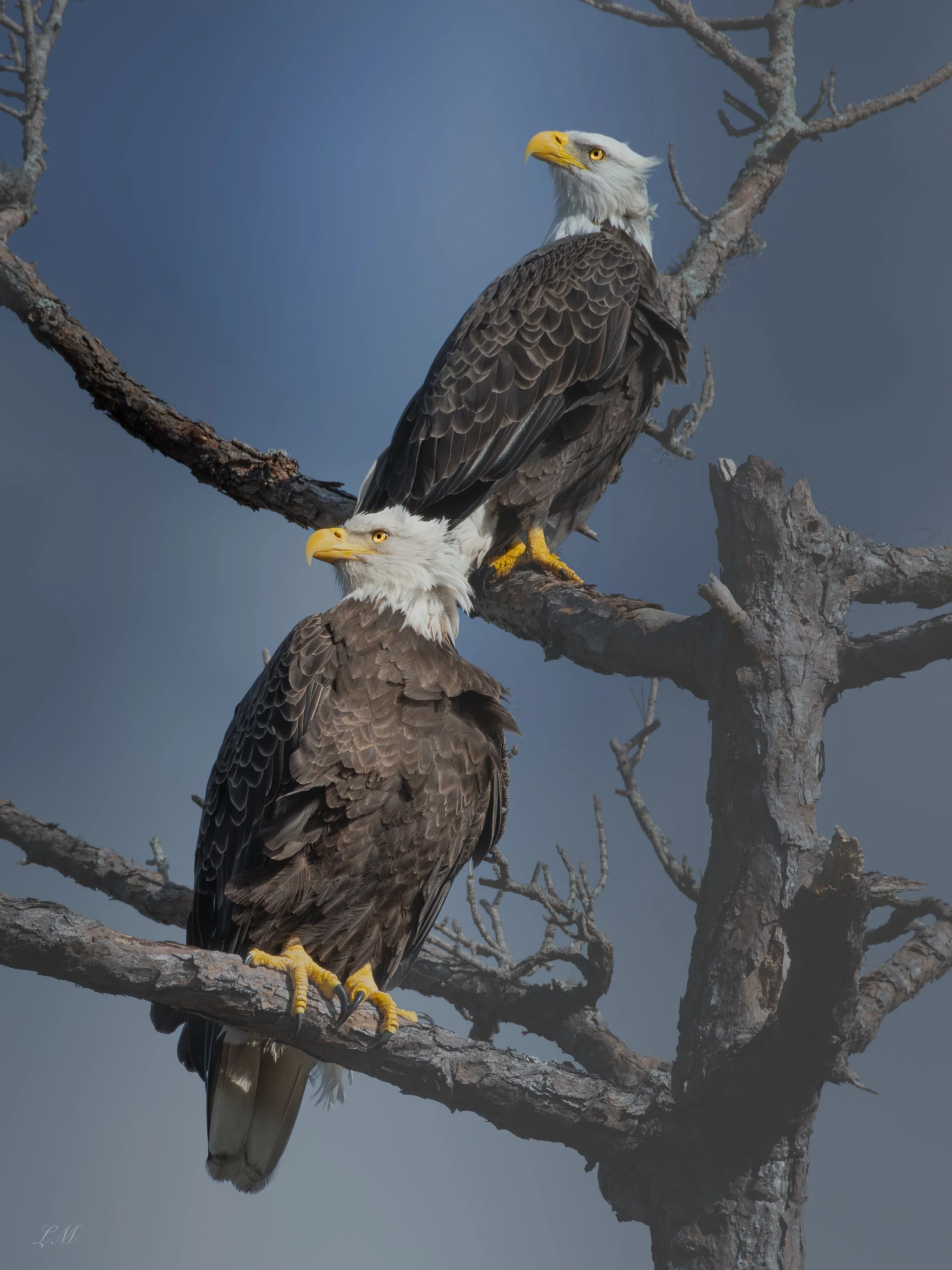 DSC_4731.jpg