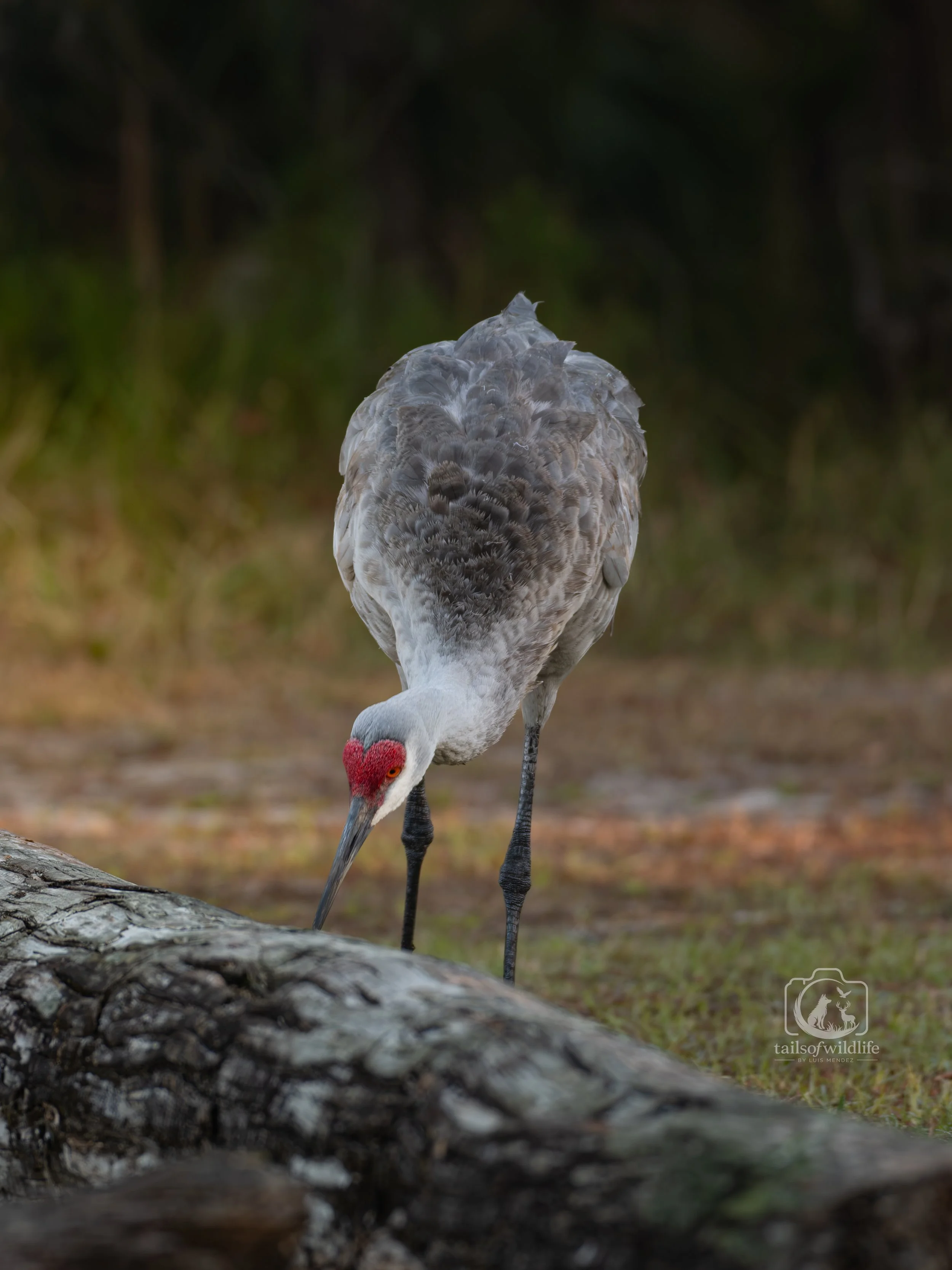 DSC_6926.jpg