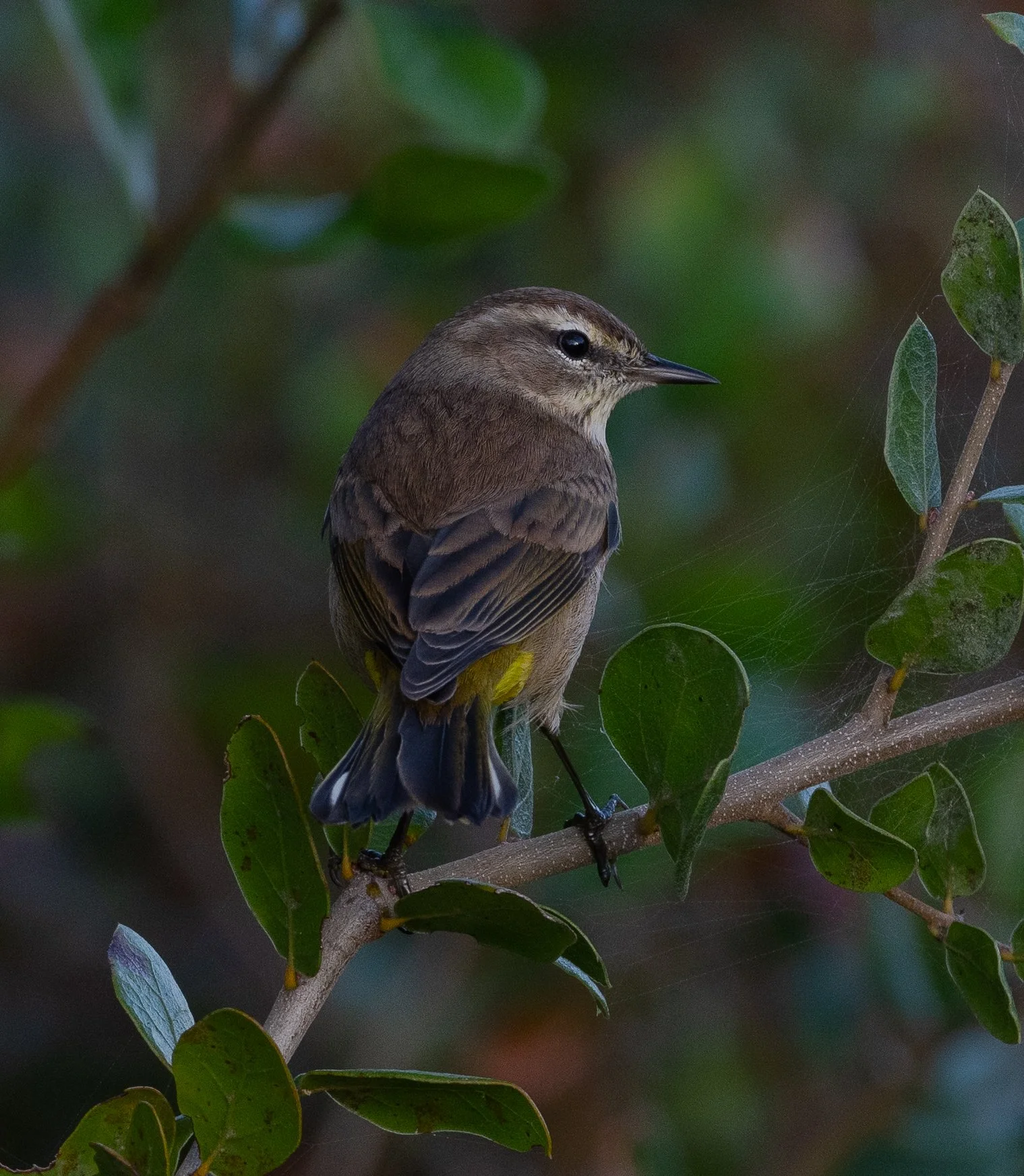 DSC_4286.jpg
