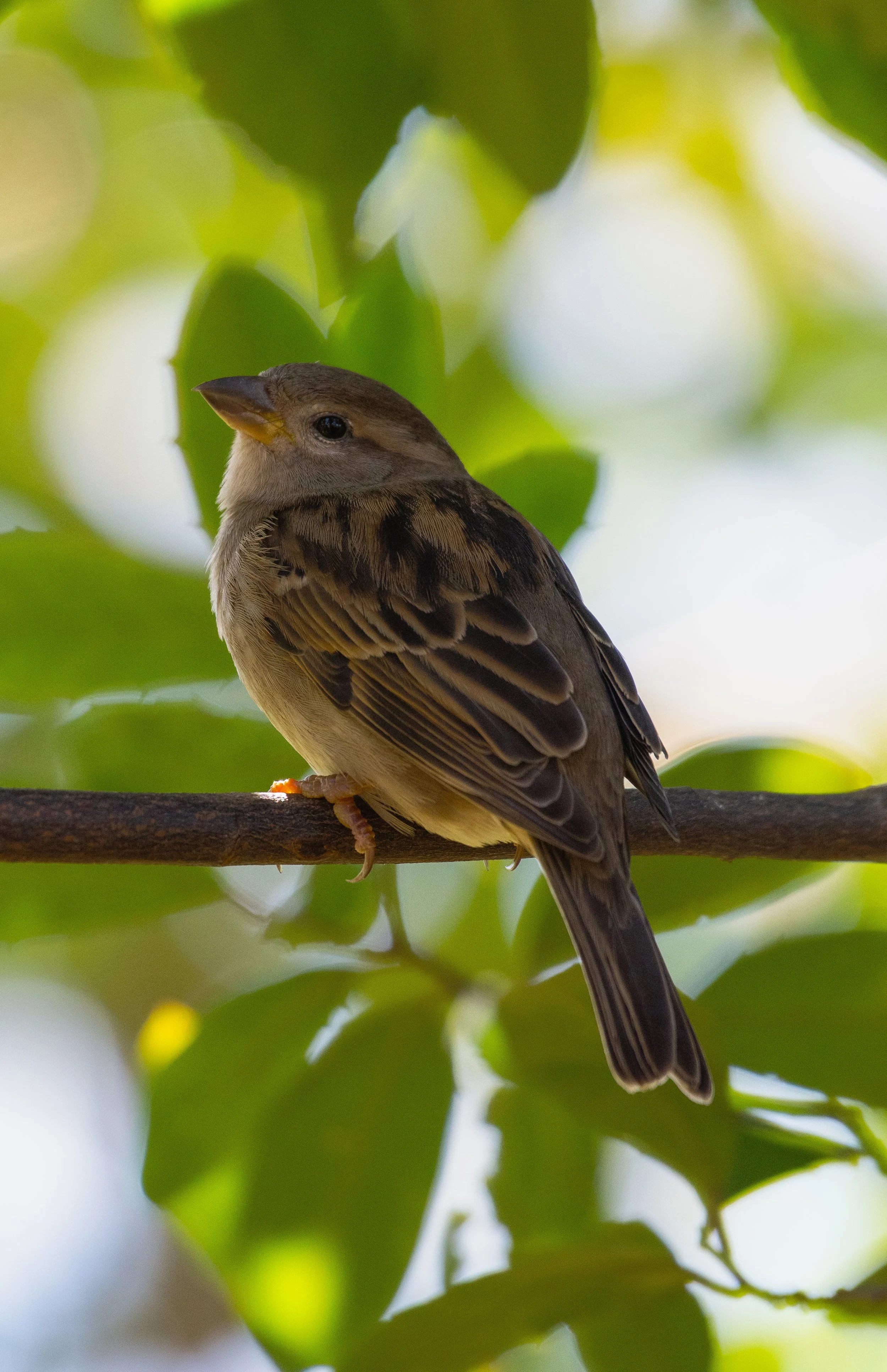 DSC_4868.jpg