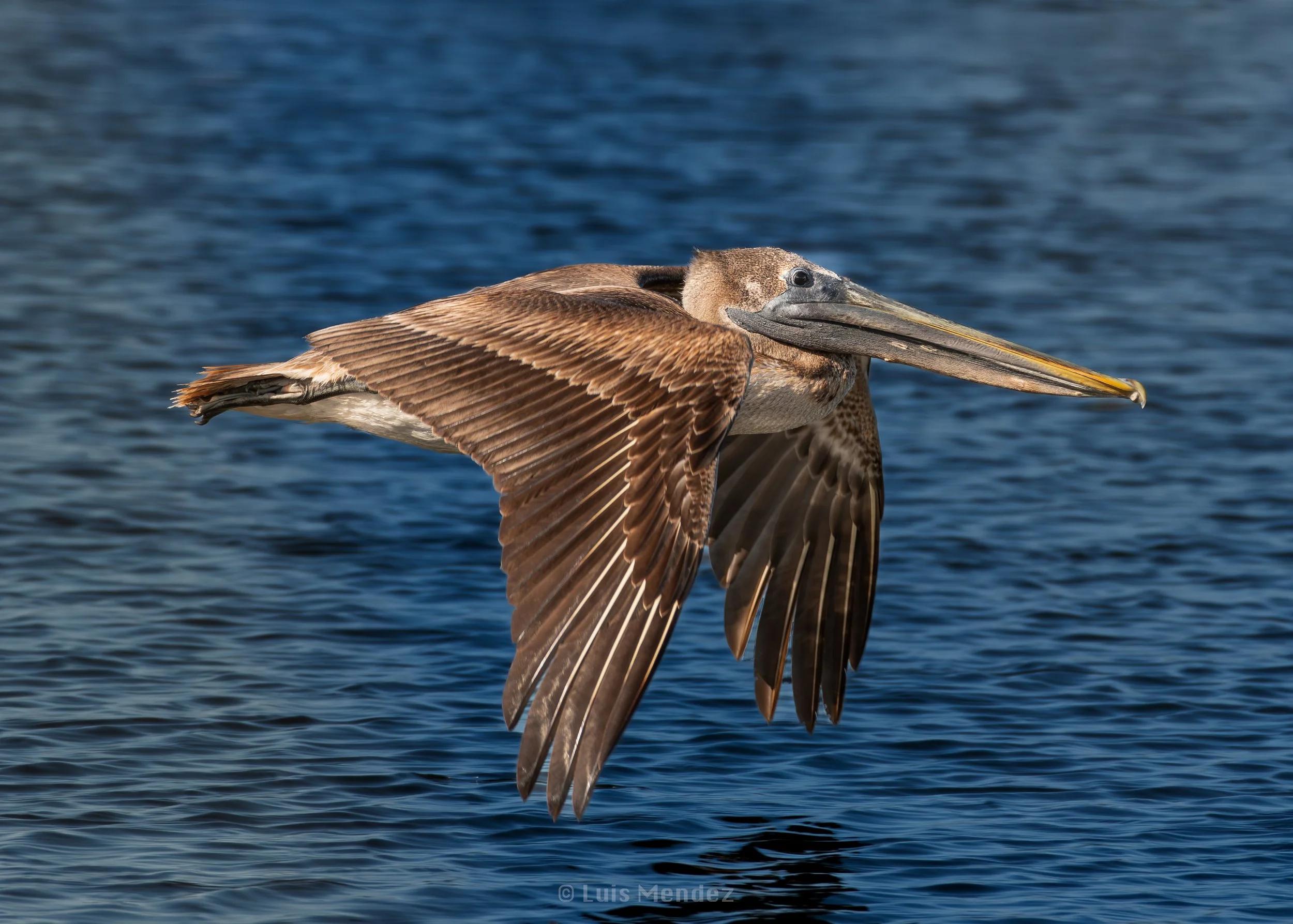 DSC_8033.jpg