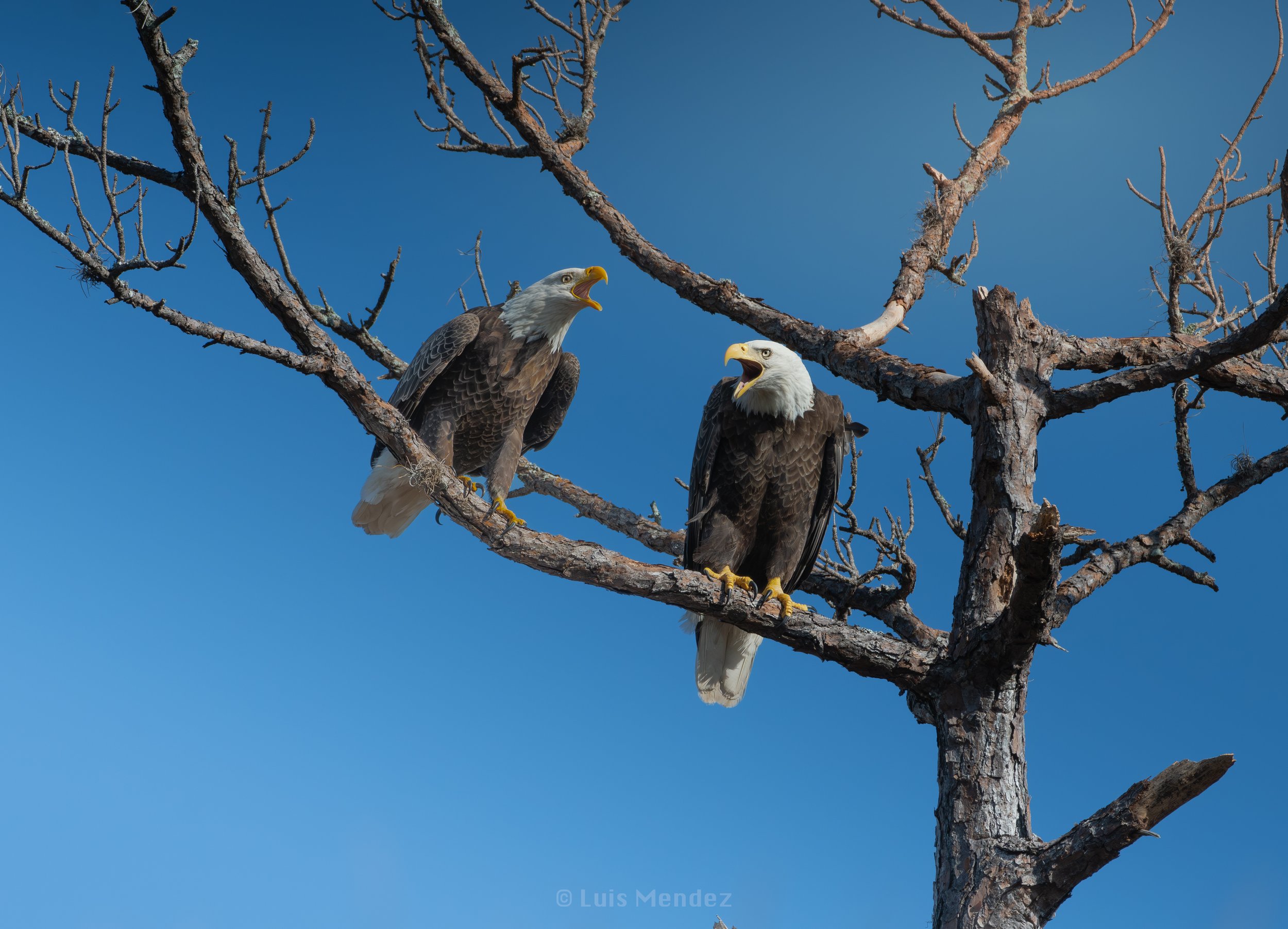 Eagles in Conversation Print