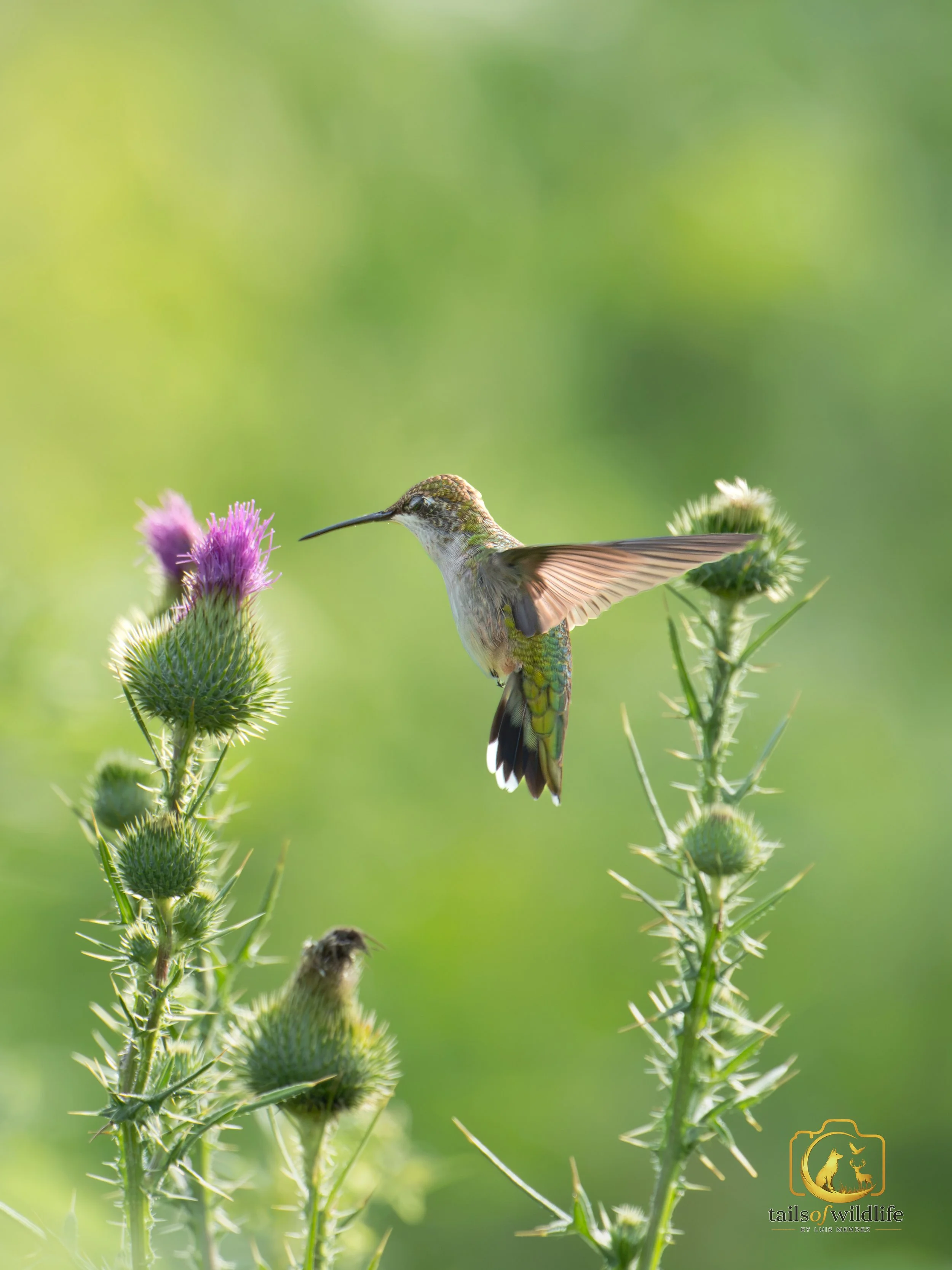 Ruby-Throated Hummingbird Print
