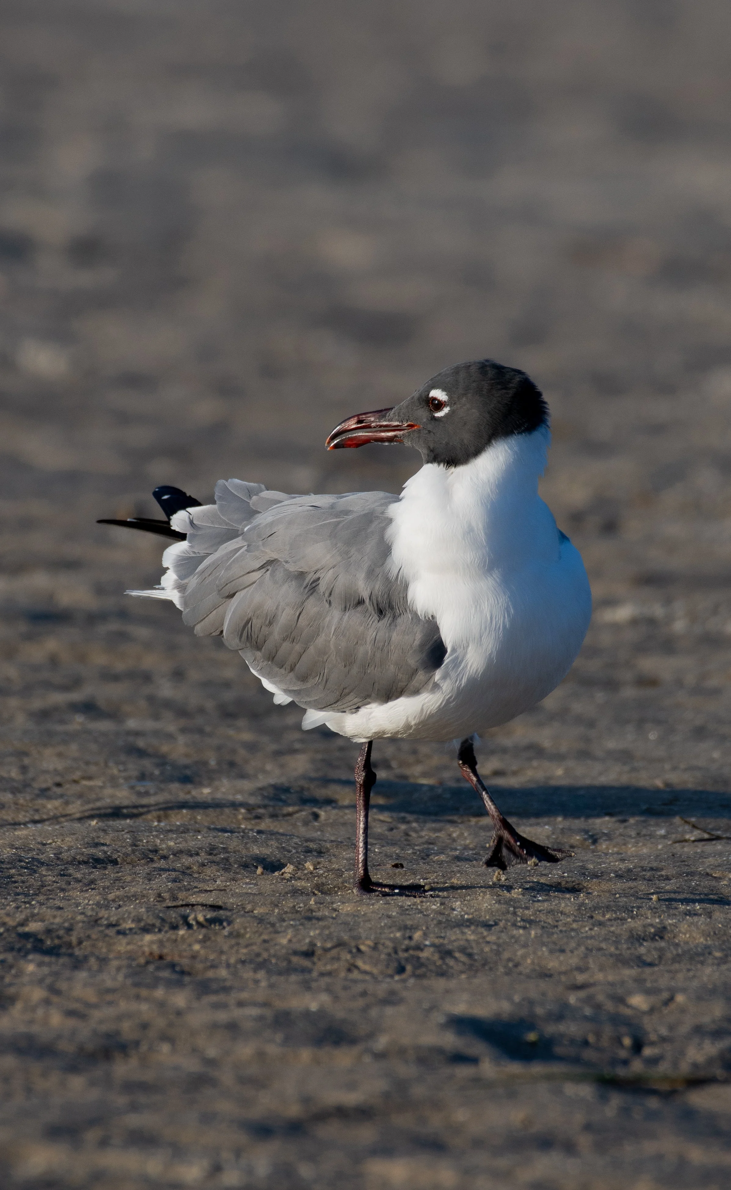 DSC_6634.jpg