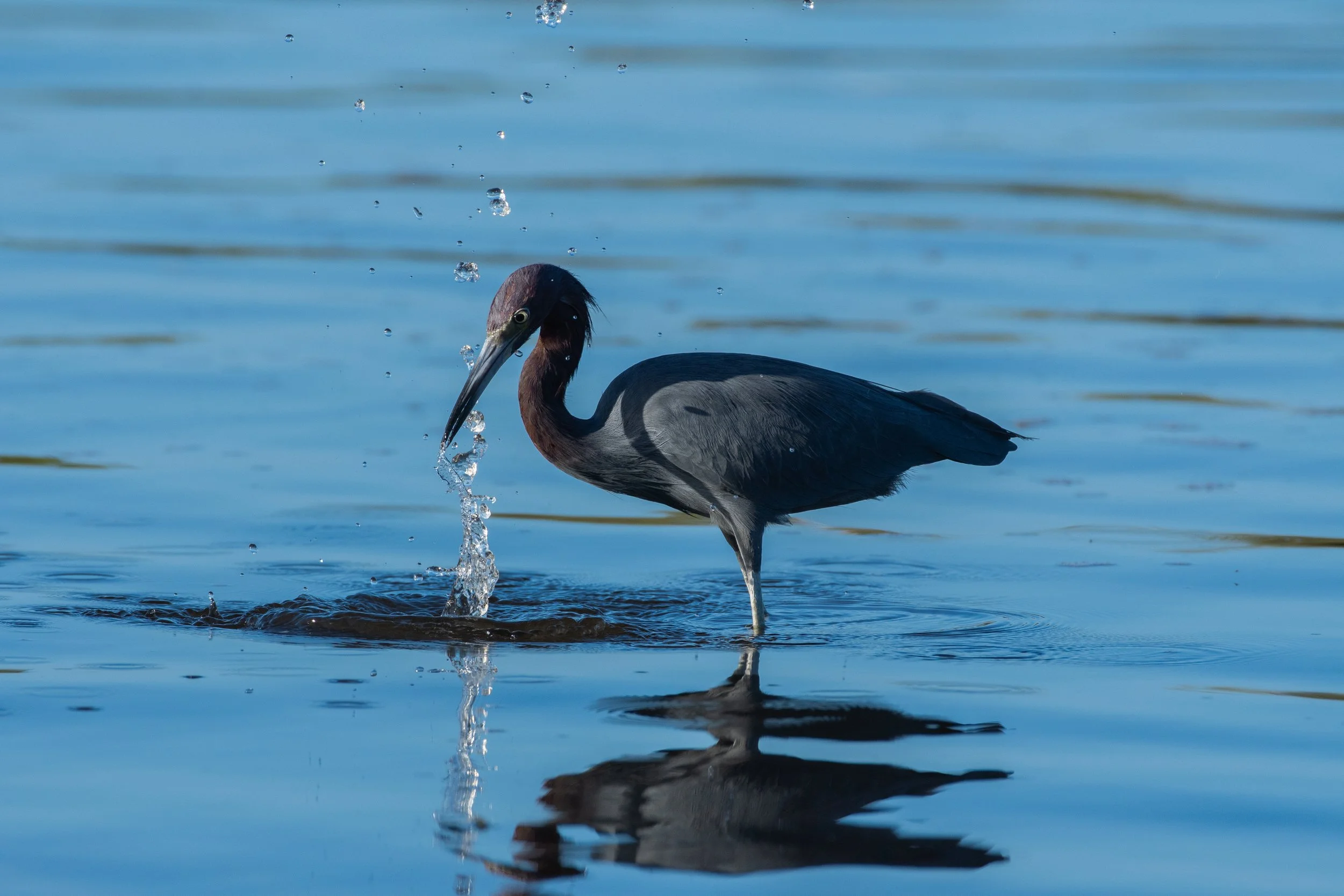 DSC_3500.jpg