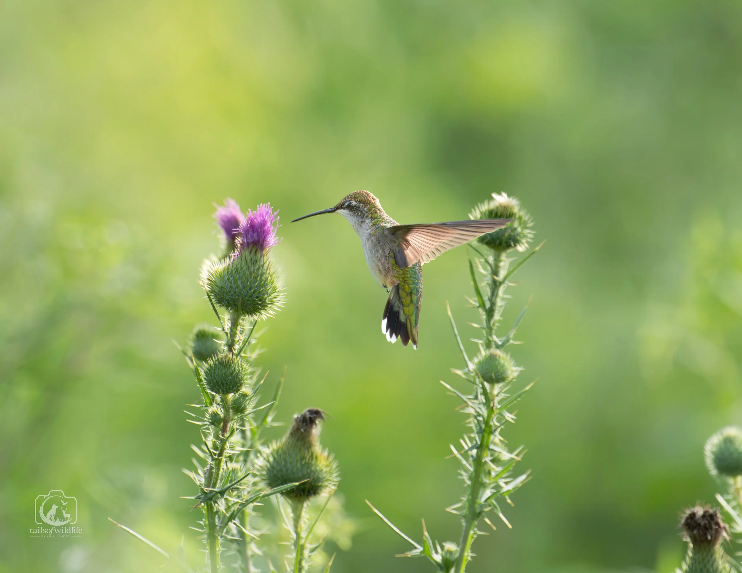 Female Ruby-Throated Hummingbird Print