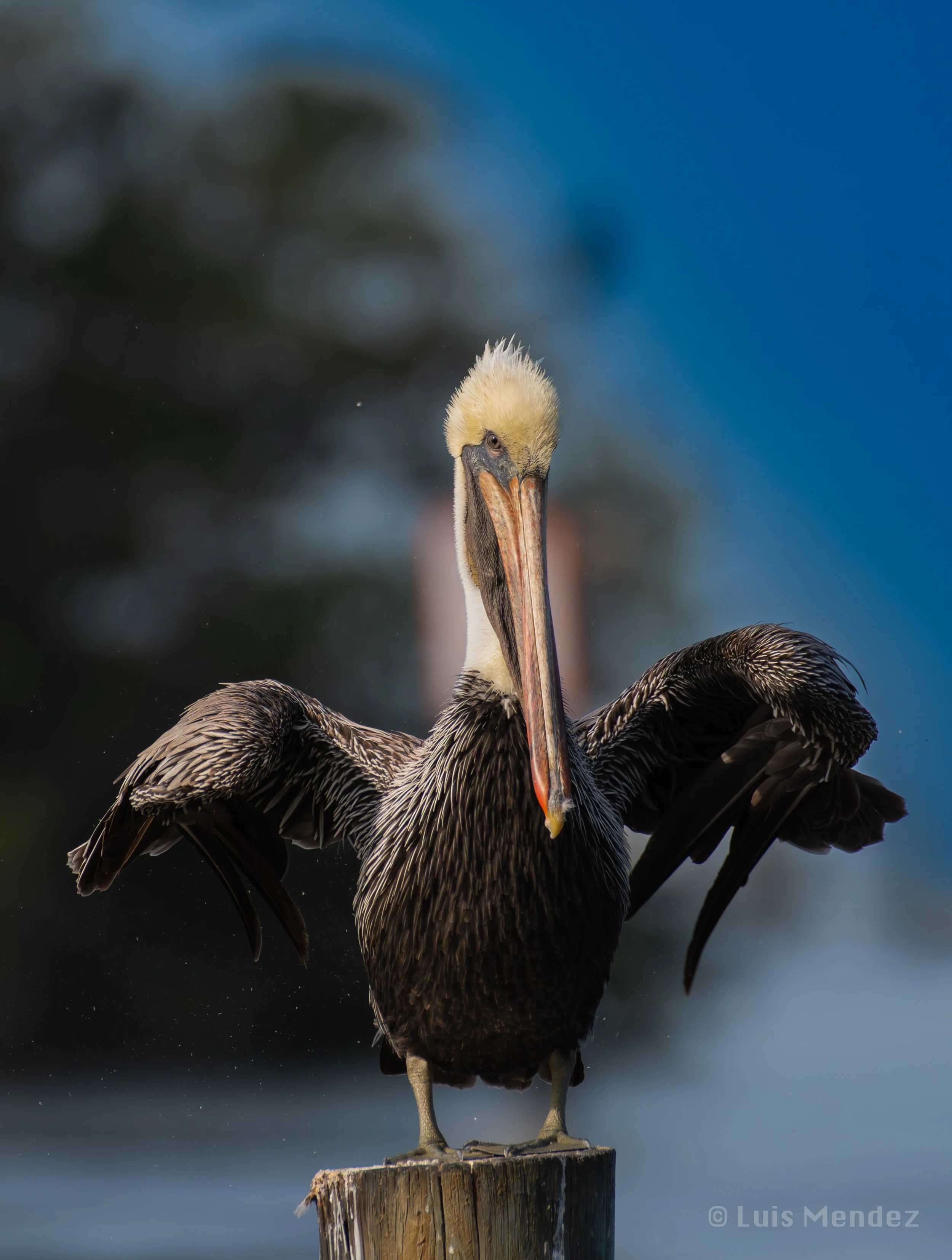 Brown Pelican Portrait Print