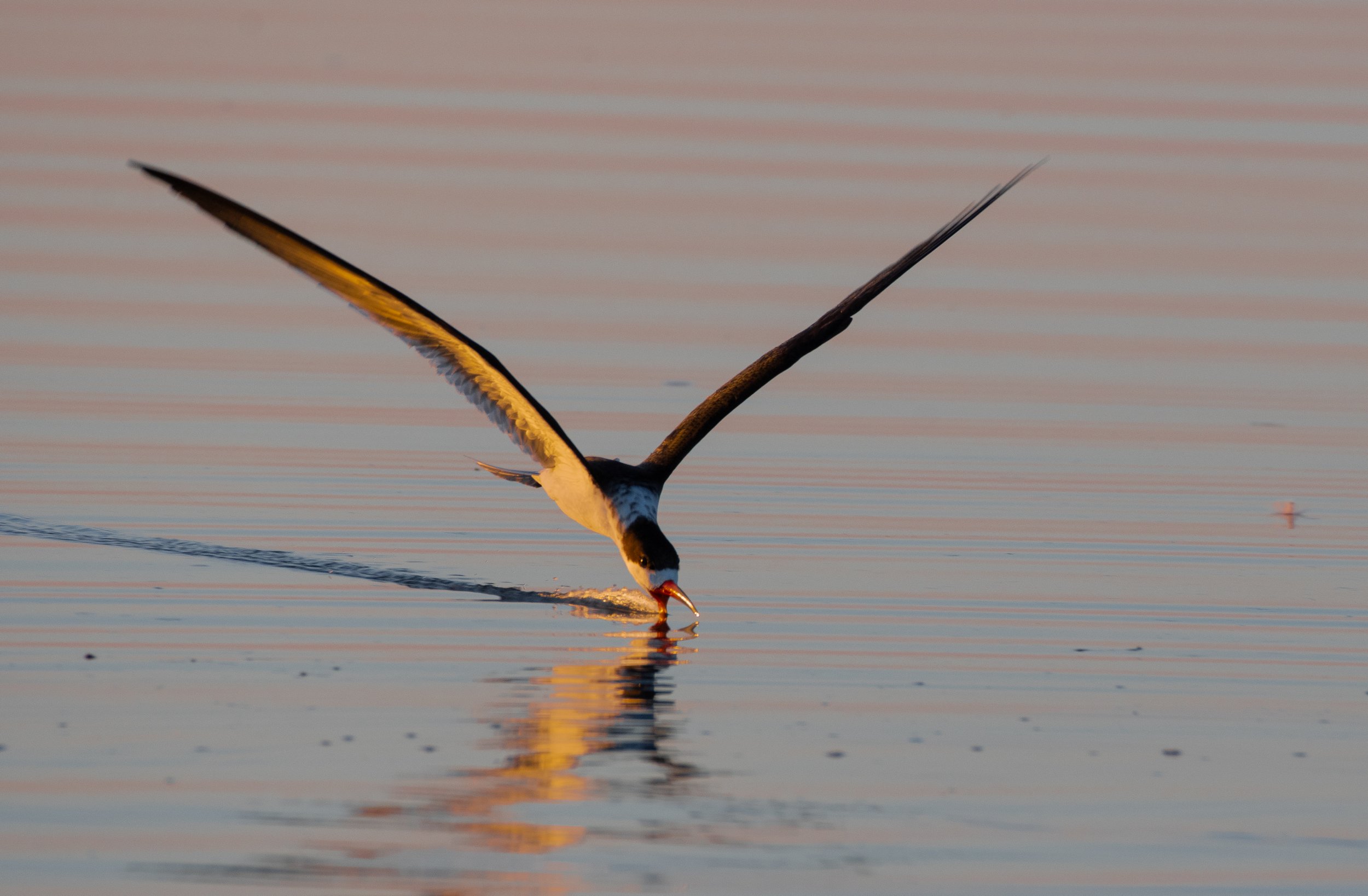 DSC_6457.jpg
