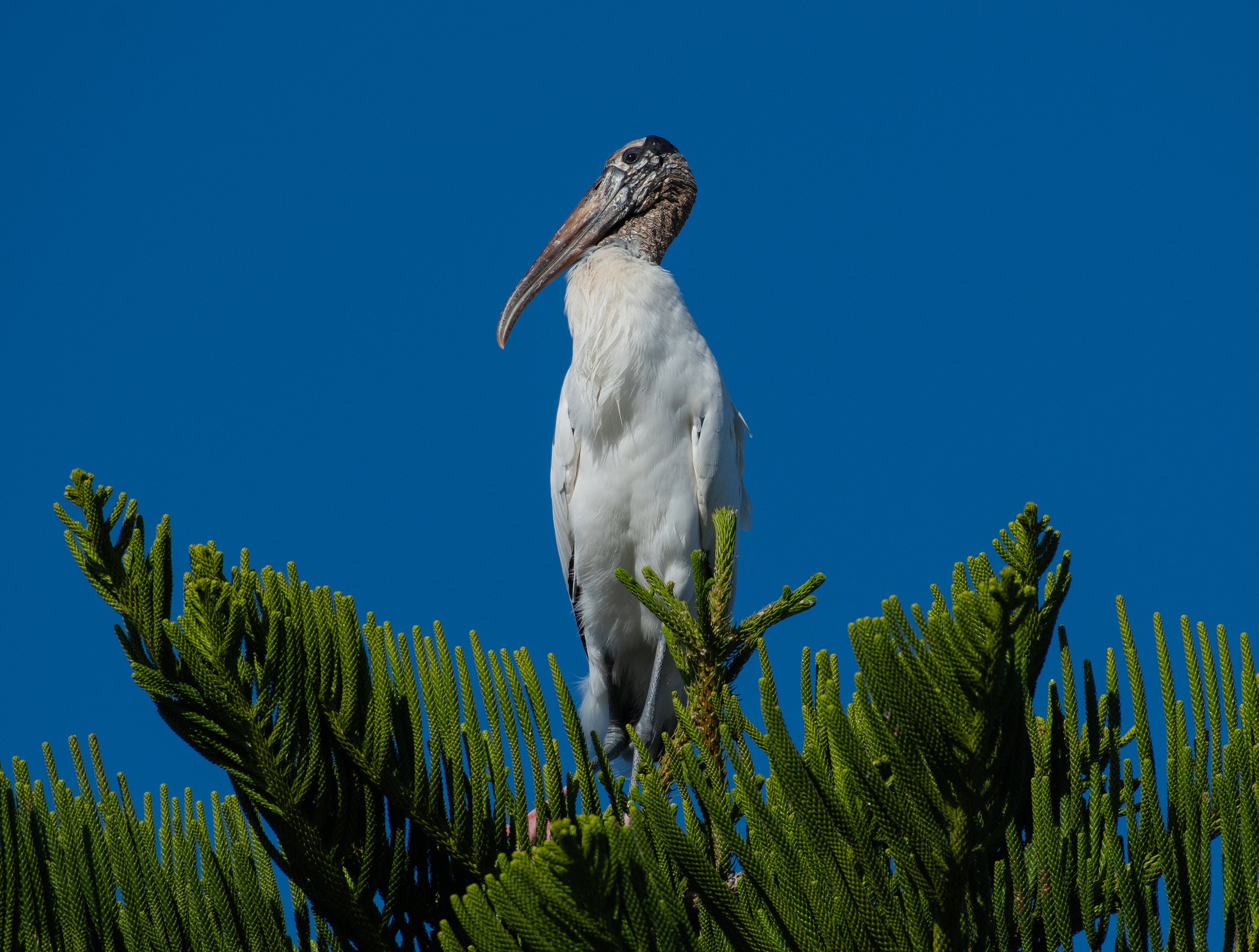 DSC_3605-2.jpg